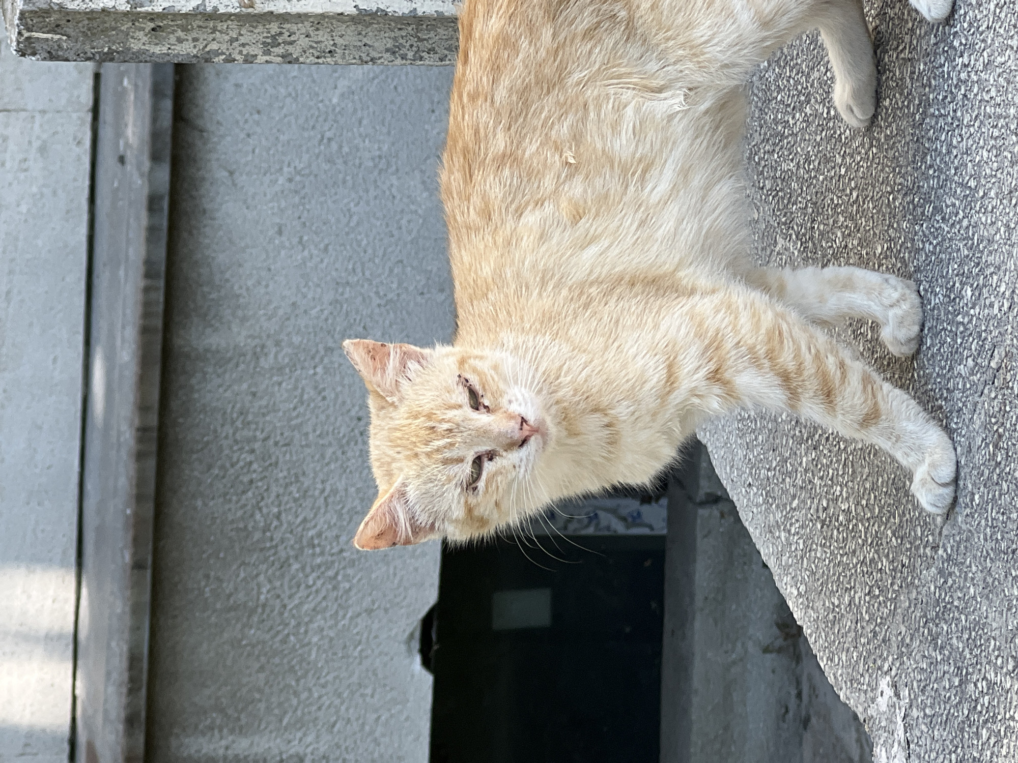 A ginger cat with closed eyes is standing on a textured concrete ledge. The cat has light orange fur with darker orange stripes. Its eyes appear irritated or swollen, and there are visible scabs or dried discharge around its eyes. The cat is looking slightly downwards and to its left. Behind the cat, there is a grey, textured wall with a dark opening or alcove. To the right of the cat, a portion of a rough concrete pillar is visible. The lighting suggests it is daytime, with shadows falling on the wall behind the cat. The environment appears to be outdoors, possibly in an urban setting, such as a courtyard or alleyway. There are no people or other animals visible in the image. The scene does not depict any specific landmarks or recognizable features of Burgas, Bulgaria.