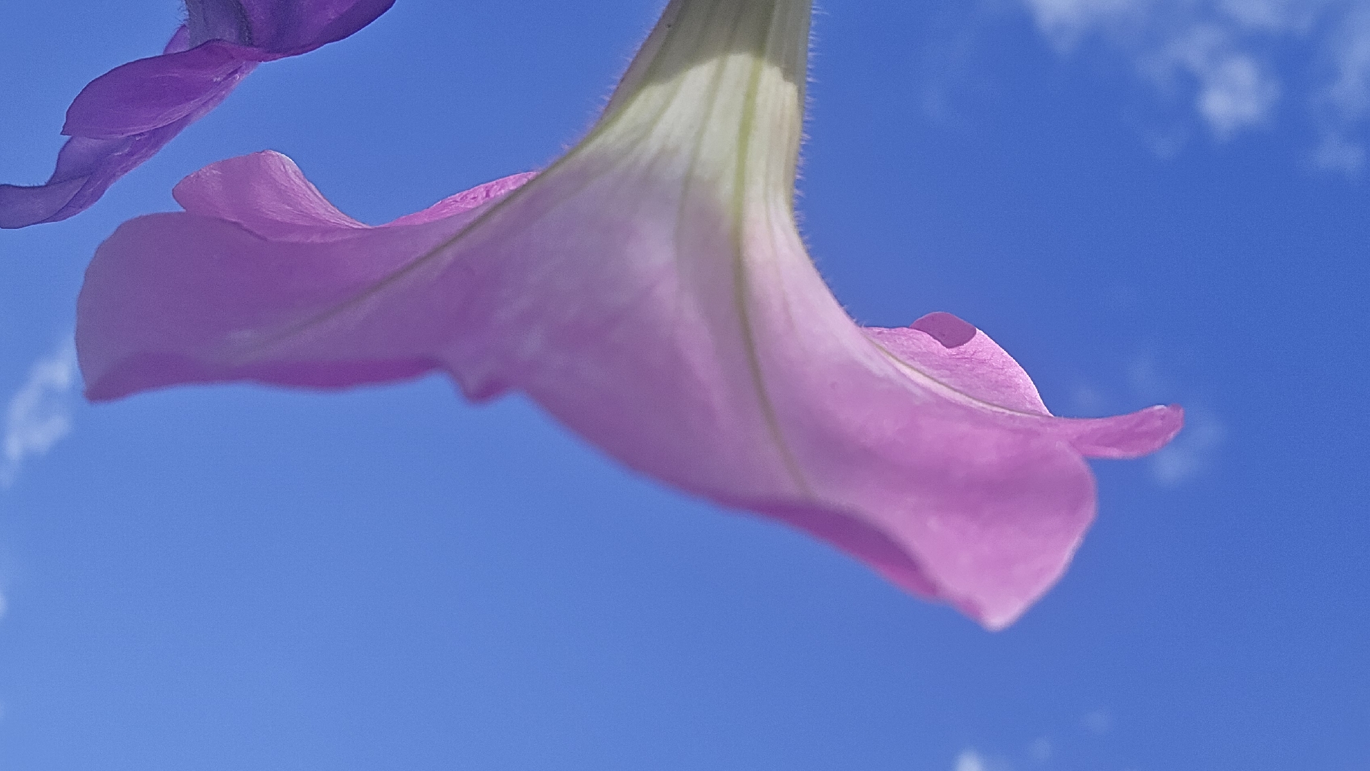 The image is a close-up, low-angle shot of a pink petunia flower against a bright blue sky with a few wispy white clouds. The flower's trumpet-shaped bloom is dominant in the frame, with its petals curving downwards. The stem of the flower is visible, and it appears to be covered in fine hairs. To the upper right of the frame, a portion of a darker purple flower is visible. The photograph was taken in Ермолаево, Russia.