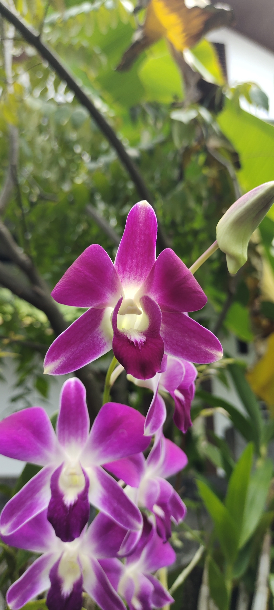 In Lhokseumawe, Indonesia, a cluster of vibrant purple orchids, with white accents on their petals, bloom against a blurred backdrop of lush green foliage and trees. One orchid, positioned prominently in the upper center, showcases its intricate structure with a deep purple lip and delicate white edges. To its right, a pale green orchid bud awaits to unfurl. Below, several more fully bloomed orchids extend across the frame, their rich purple hues contrasting with the soft white centers. The overall scene is one of natural beauty, with the orchids serving as the primary focus amidst a verdant, outdoor environment characteristic of Lhokseumawe.