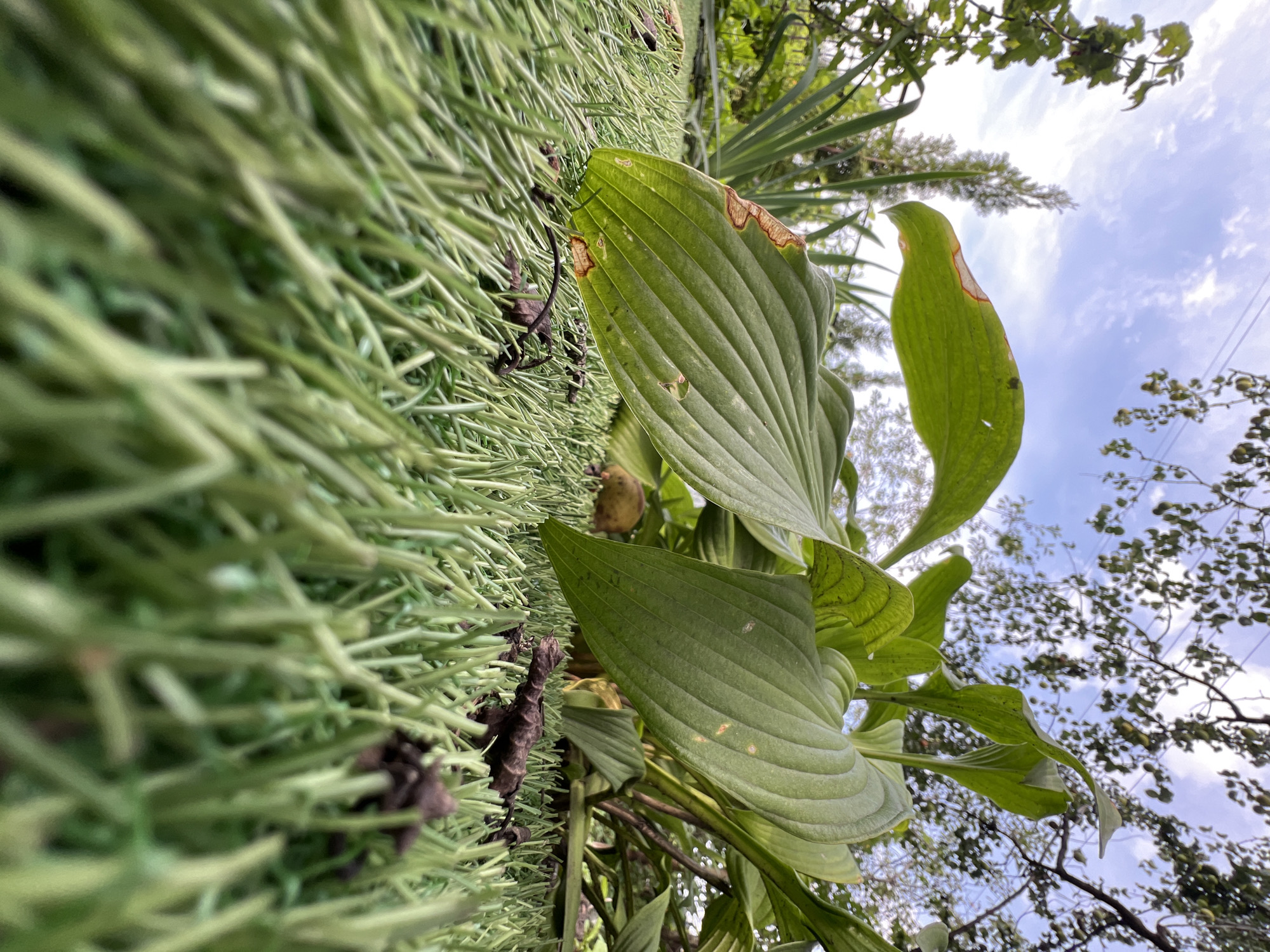 The image depicts a low-angle view of lush green grass and large, broad leaves of a hosta plant in what appears to be a garden setting. The leaves show some browning or damage on their edges and surfaces. In the background, the sky is visible with scattered clouds, and tree branches with leaves hang overhead. A thin utility line is also visible against the sky. The scene is located in the city of Khryashchevka, Russia. No people are present in the image.