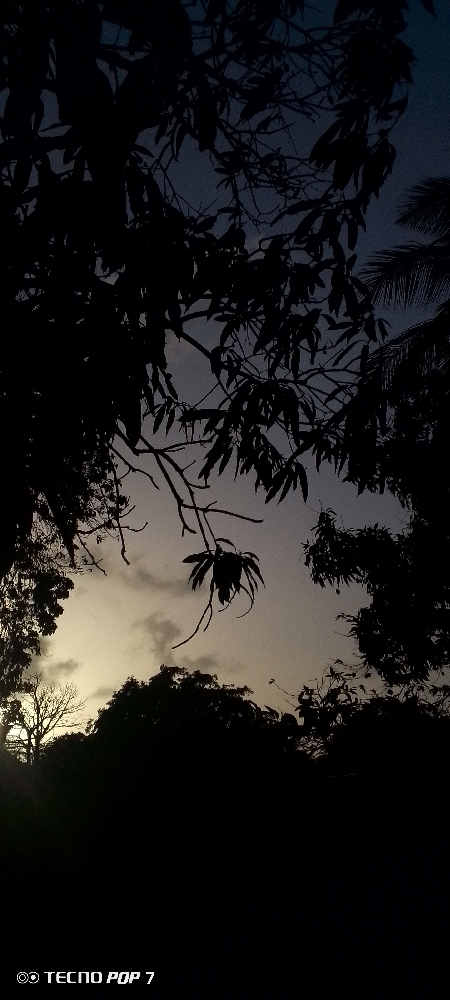 The image captures a serene twilight scene, likely at dawn or dusk, in Altagracia, Venezuela. The foreground is dominated by the stark, dark silhouettes of various trees and foliage, framing a transitioning sky. Lush leaves and intricate branches, some dense and others more sparse, create a natural, organic border around the central sky area. A prominent branch with distinct leaves hangs diagonally into the frame from the upper middle. In the lower left, the bare, intricate branches of another tree are silhouetted against the brightest part of the sky, where a soft, muted yellow-orange glow suggests the sun's position near the horizon.
The sky itself displays a gradient of colors, moving from a deeper blue-grey at the top to lighter shades of grey and then the aforementioned yellow-orange closer to the horizon. Scattered, wispy clouds are visible in the lighter sections of the sky. The overall impression is one of peaceful natural beauty at the cusp of day or night. There are no people or specific activities depicted. The only visible text is "TECNO POP 7", indicating the device used to capture the photograph, located in the bottom left corner.