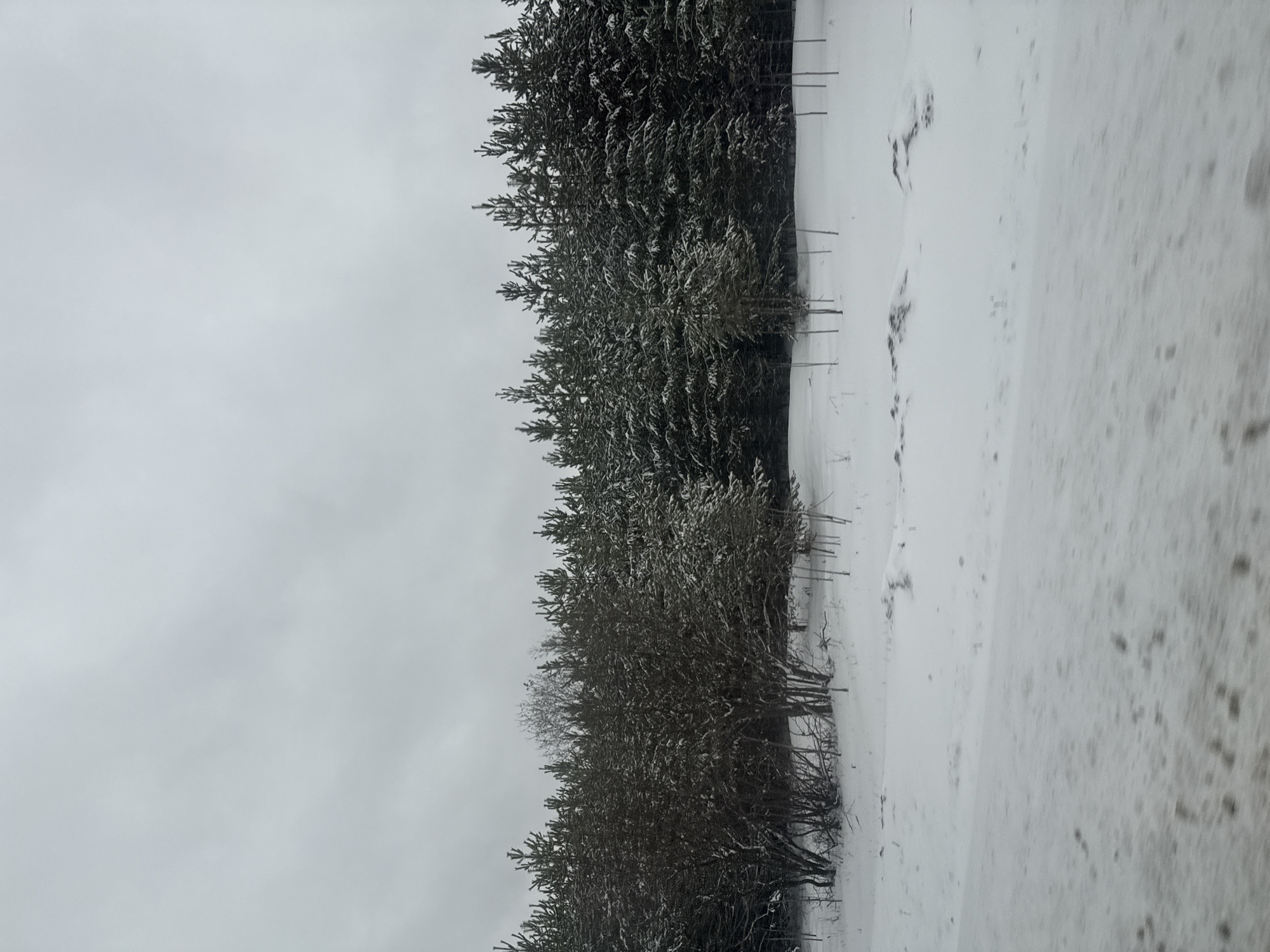 The image depicts a winter scene, potentially in Vary, Russia. The foreground is dominated by a snow-covered field, with indistinct textures and variations in whiteness. A line of trees, some appearing to be evergreen and others deciduous, stands between the field and the overcast sky. Some bare branches and tree trunks are visible protruding from the snow. The overall color palette is monochrome, with shades of white, grey, and black. No people or animals are directly visible.