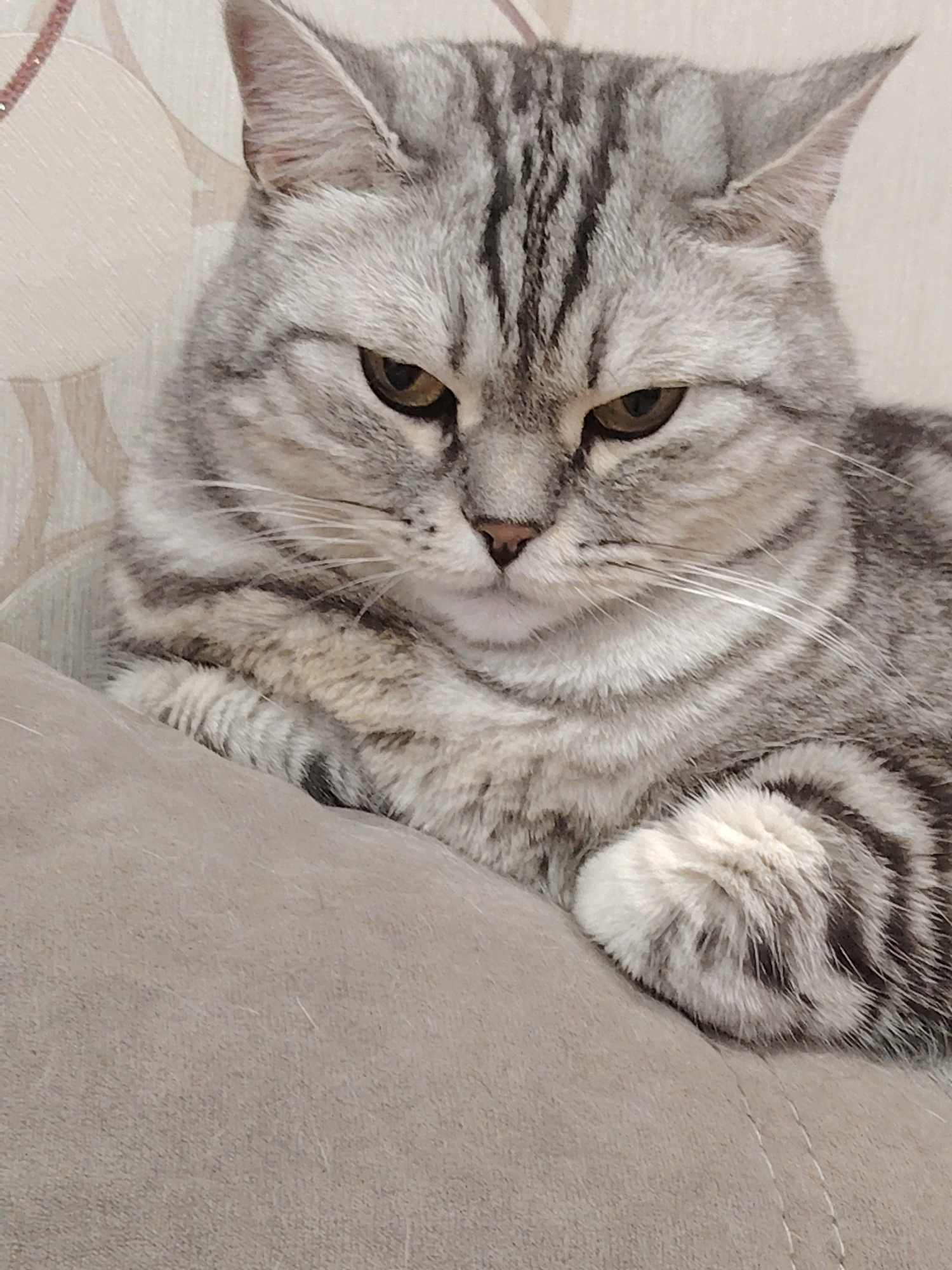 A domestic short-haired silver tabby cat is depicted resting indoors, positioned on a light beige upholstered surface at an unknown location in the city of Unknown, Unknown. The cat is shown from the chest up, with its front paws tucked and slightly crossed in front of its body. Its fur is predominantly light grey and white with distinct dark grey or black tabby stripes visible on its head, ears, and body. The cat has amber-gold eyes and a pinkish nose. Its gaze is directed forward and slightly downward, conveying a neutral or mildly contemplative expression. In the background, a light-colored wall with a subtle, textured, possibly patterned wallpaper is visible.
