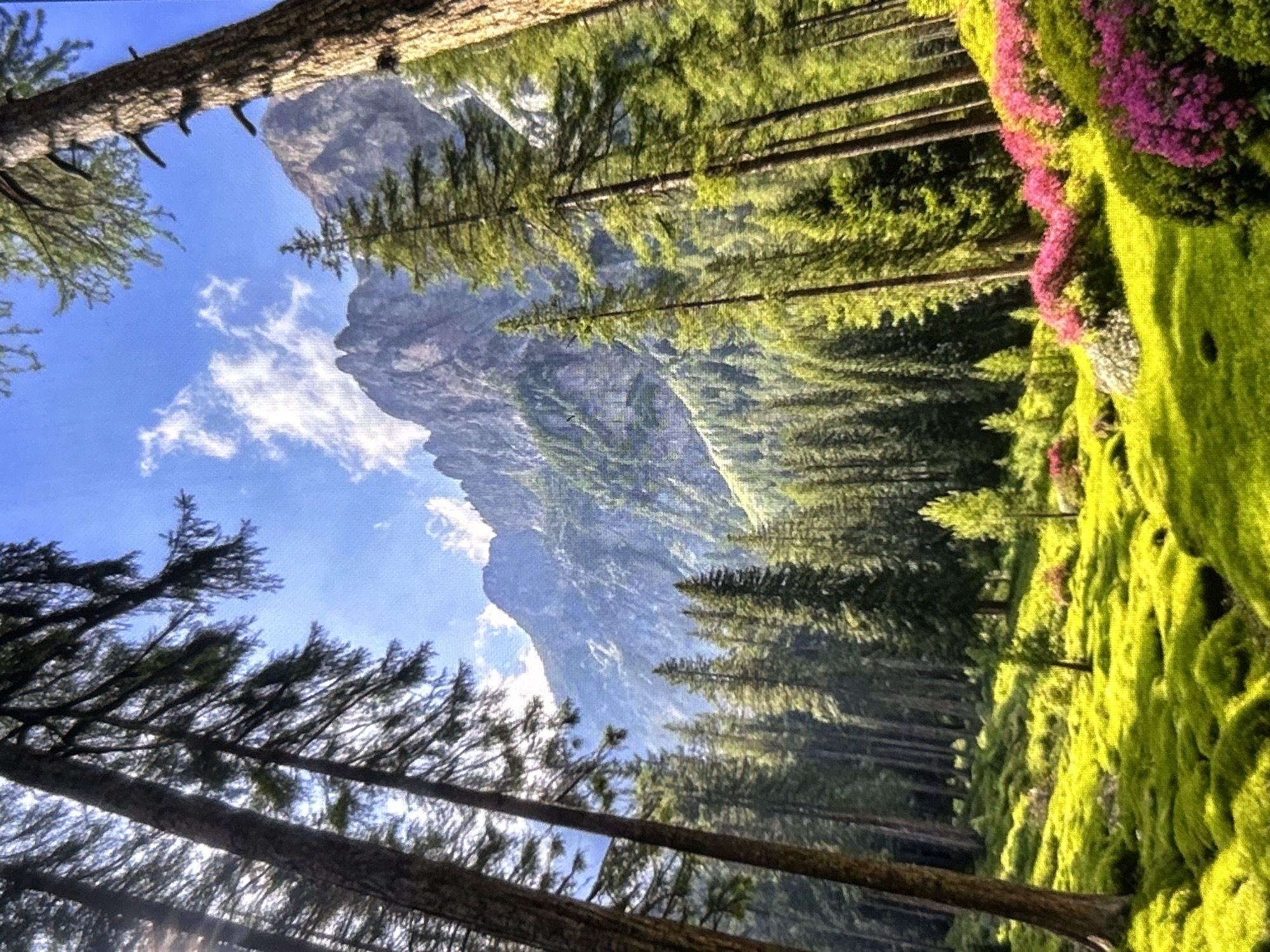The image depicts a vibrant mountain landscape. In the foreground, lush green moss covers the ground, interspersed with clusters of bright pink flowers. Tall evergreen trees dominate the scene, with some in the immediate foreground and others forming a dense forest in the middle ground. Sunlight filters through the trees, casting a warm glow on the mossy ground. In the background, a majestic mountain range rises towards a clear blue sky dotted with fluffy white clouds. The overall impression is one of natural beauty and serenity. The image does not show the city of Vidin, Bulgaria, nor any people or specific actions.