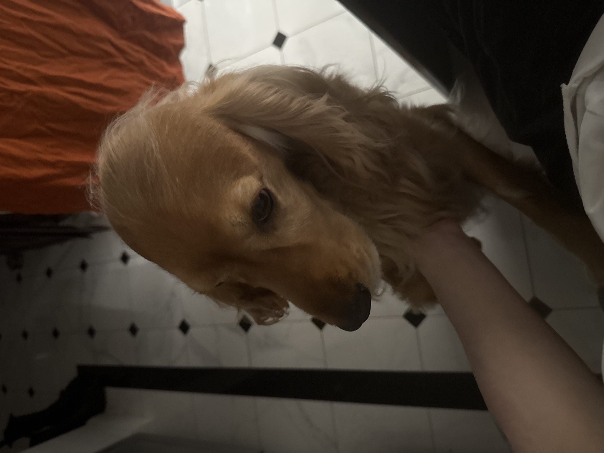 In an indoor setting, an adult golden retriever dog is positioned in the foreground. The dog's head is turned to the left, with its long, floppy ears framing its face. A human hand is visible on the left side of the image, gently resting on the dog's body. The background shows a tiled floor with a pattern of black and white squares, a black and white striped vertical element, and an orange fabric draped in the upper right corner. The lighting is dim, casting shadows and creating a moody atmosphere.