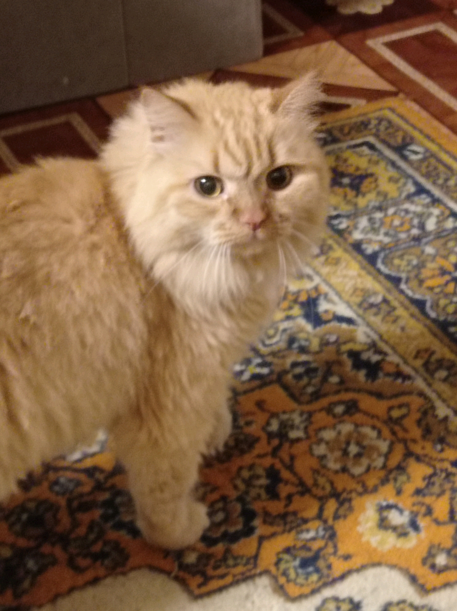 A fluffy, ginger-colored cat is the sole subject of this image, positioned centrally and facing towards the viewer. The cat is lying down on a patterned rug, which features intricate designs in orange, yellow, blue, and white. The background appears to be a floor with a wooden or tiled surface, partially visible and somewhat out of focus. The lighting in the scene is dim. There is no discernible indication of the city of Degtyarsk, Russia, or any specific urban environment. The image is a close-up of the cat and its immediate surroundings.