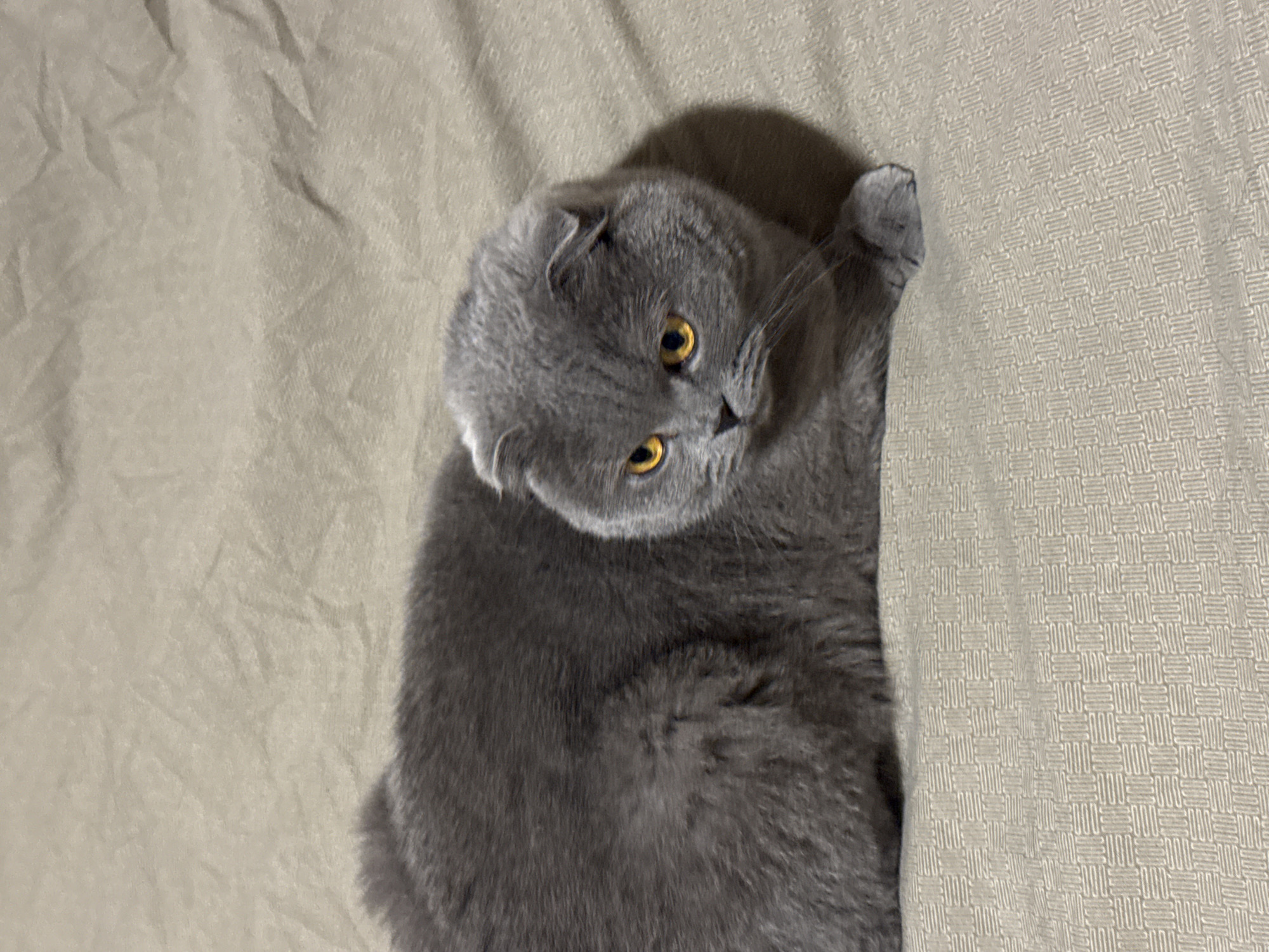 A gray Scottish Fold cat with yellow eyes lies on a bed. The bed has a textured beige cover on the right and a plain beige sheet on the left. The cat is positioned between the two sections of the bed cover.