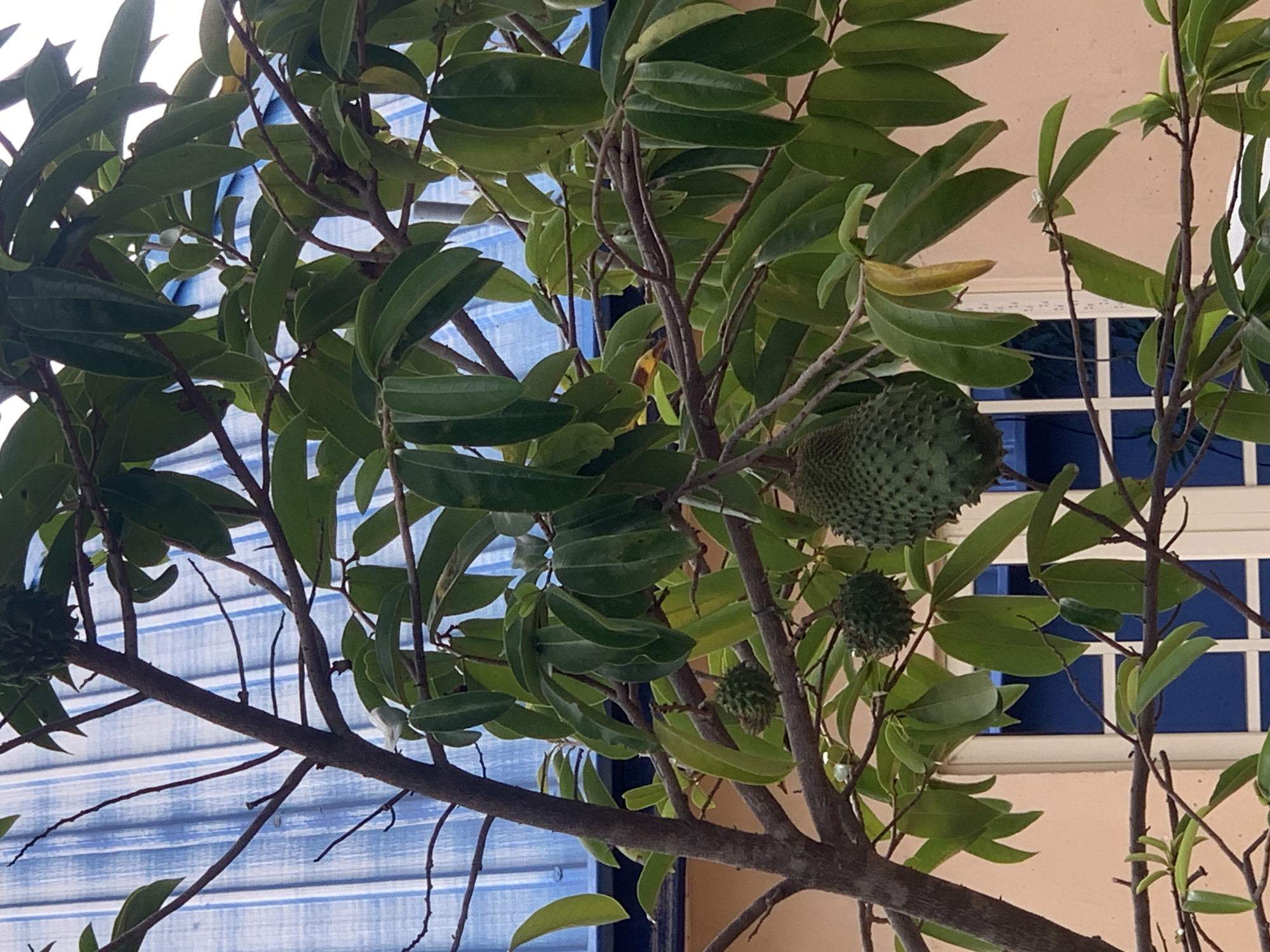 The image shows a soursop tree with several green, spiky fruits hanging from its branches. The tree is surrounded by green leaves. In the background, there is a wall with a window. The location appears to be outdoors, possibly in a garden or yard. There is no information about people, objects, actions, interactions, or the environment to indicate this is in Gwafan, Nigeria.