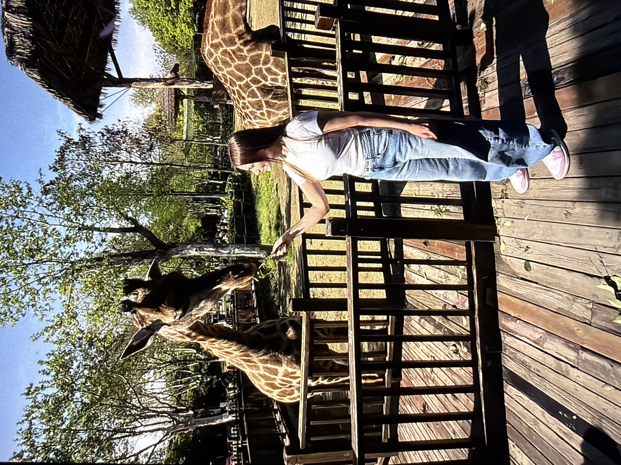 A woman in a white t-shirt, blue jeans, and pink sneakers stands on a wooden platform, leaning over a wooden fence to feed leaves to two giraffes in an enclosure. The enclosure is surrounded by trees, and a thatched-roof structure is visible in the background. This photo appears to be taken at a zoo or wildlife park. While I cannot definitively confirm the location, given the instruction to consider "City of Medan, Indonesia", it is possible this is the Medan Zoo.