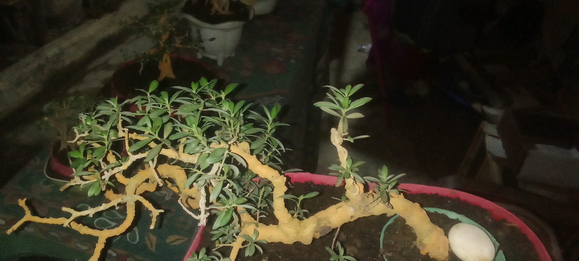 This image shows a close-up of a bonsai tree with thick, gnarled branches that are a light yellow-brown color. The tree has numerous small, green leaves. It is planted in a dark pot with soil. In the foreground, a smooth, white, oval-shaped object, possibly a stone or an egg, is visible in the soil near the edge of the pot. In the background, another smaller bonsai tree in a white pot can be seen. The lighting is dim, suggesting it might be indoors or at night. The overall scene is dark and somewhat blurry, with a focus on the bonsai tree. The location is identified as Karawang, Indonesia, though no specific landmarks or environmental features within the city are visible in the image itself.