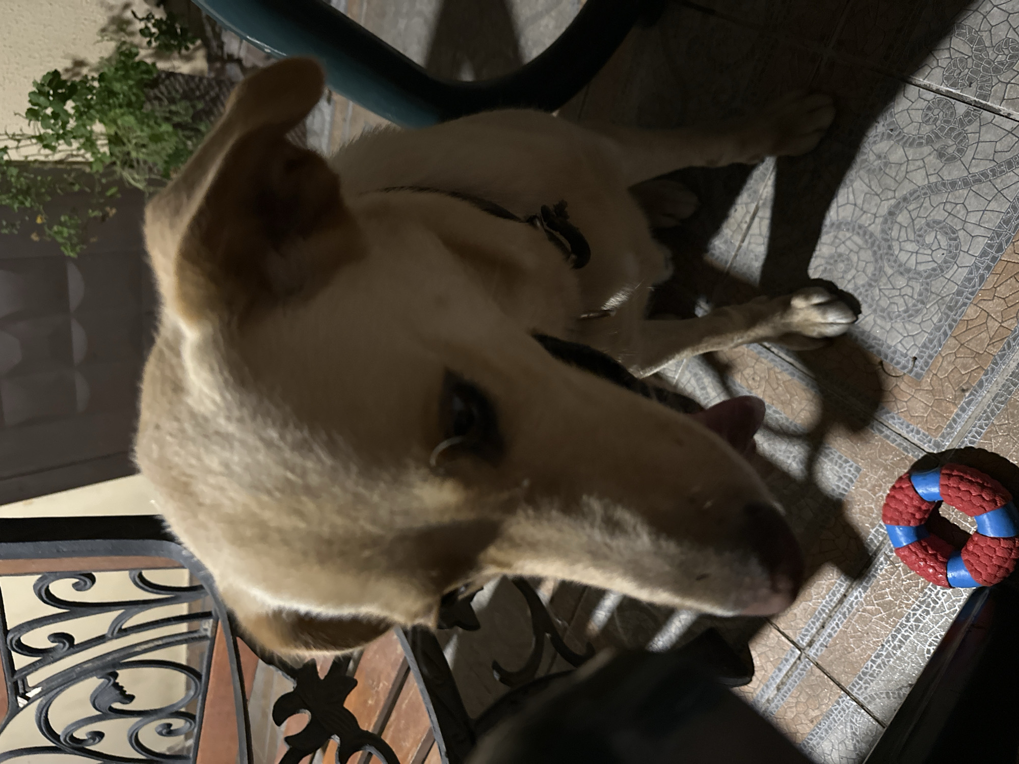 A light-colored dog is focused on a red and blue circular chew toy on a tiled patio. The dog's head is lowered, and its tongue is slightly out, suggesting engagement with the toy. In the background, a potted plant with green leaves is visible, and part of an outdoor seating area with decorative metalwork is also present. The scene appears to be outdoors, possibly in a residential area, but there is no specific information to indicate it is located in Sochi, Russia.