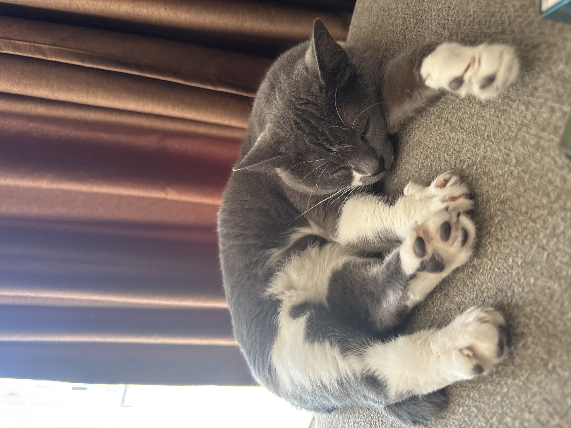A gray and white cat is curled up asleep on a textured, light brown surface. The cat is lying on its side with its head resting on its paws. Its eyes are closed, and its whiskers are visible. The background consists of brown curtains with vertical folds, partially illuminated by natural light coming from the left. The scene appears to be indoors, possibly in a residential setting. There are no people or other animals present in the image. The overall impression is one of peaceful repose.