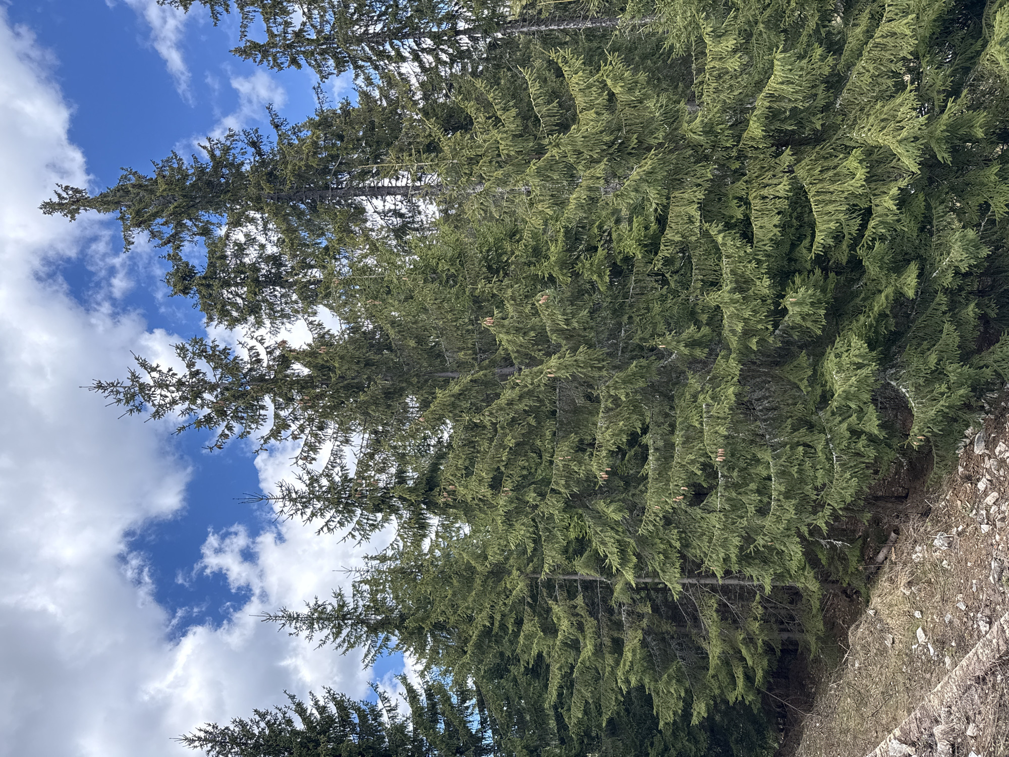 The image captures a view upwards through a dense evergreen forest, likely fir or pine trees, against a backdrop of a partly cloudy blue sky. The trees dominate the frame, with their green foliage densely packed. Gaps in the canopy allow for patches of blue sky with scattered white clouds. The foreground is occupied by a patch of uneven ground covered with dry grass and rocky debris. The location is Пампорово, Bulgaria. There are no people visible.
