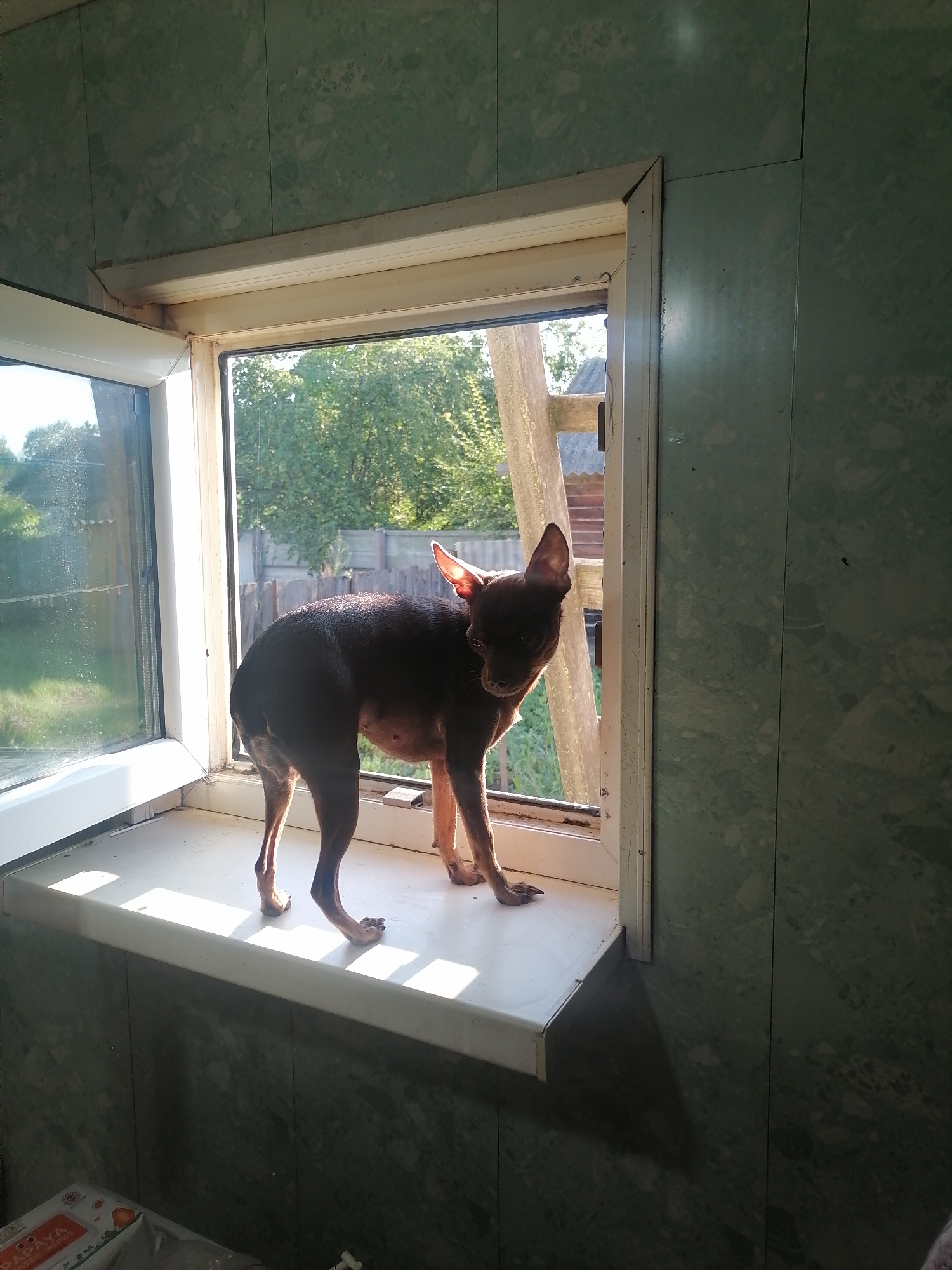 A brown toy terrier stands on a white windowsill in front of an open window. The dog is facing the camera and looking slightly to the left. Its ears are perked up. Sunlight streams in from the right, casting a shadow on the windowsill. Through the window, trees and a wooden fence are visible. The walls of the room appear to be covered in green, marble-patterned panels. In the lower left corner, a portion of a box with the word "PAPAYA" is visible. The image is taken indoors, in what appears to be a residential setting in Novopokrovka, Russia.