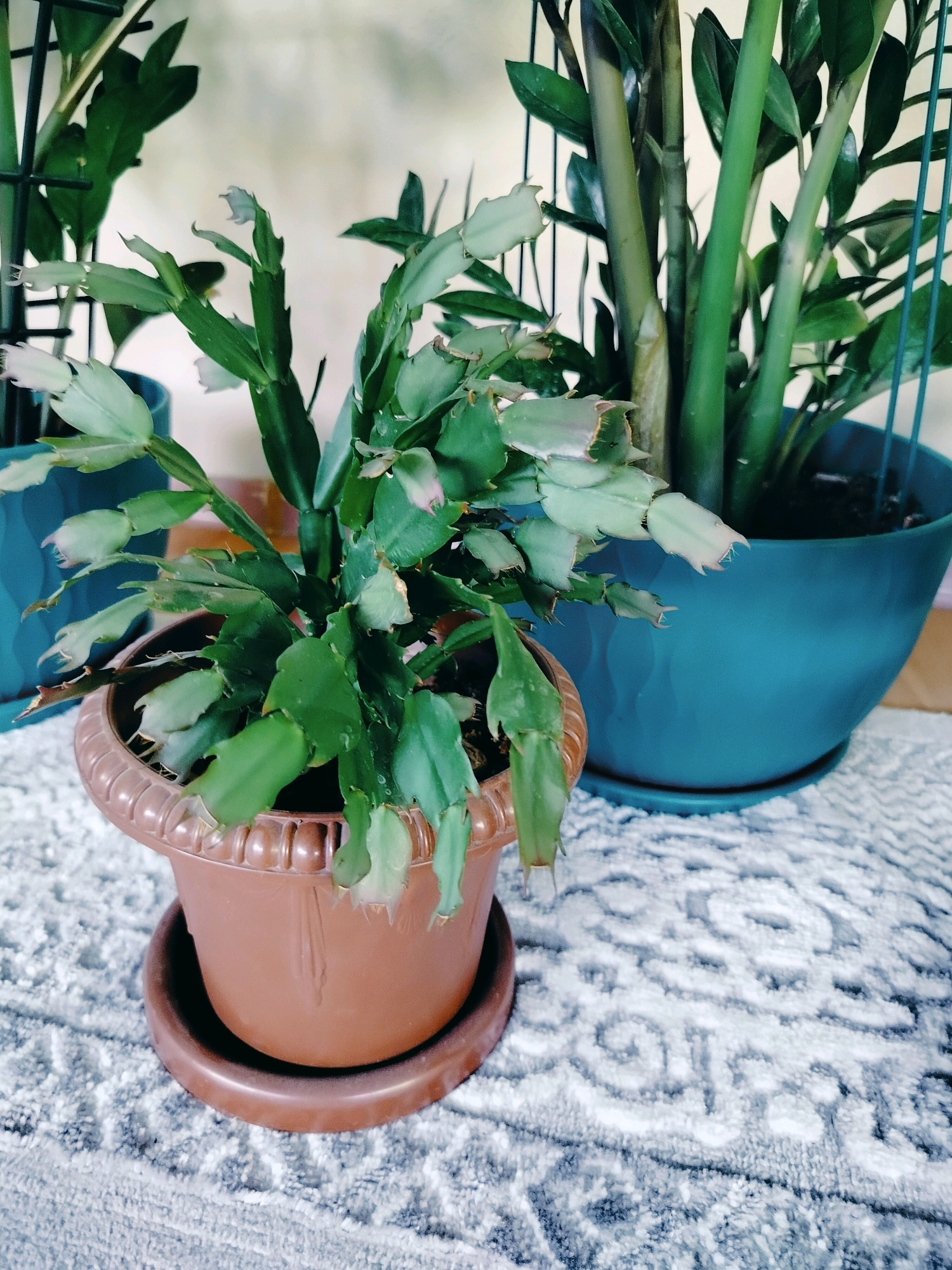 The image shows two potted plants in what appears to be a home setting. The foreground plant is a Christmas cactus in a brown plastic pot with a matching saucer. The cactus has flat, segmented green leaves and some developing white buds or flowers. Behind it, to the right, is another plant, possibly a ZZ plant, with thick, upright green stems in a large, teal-colored pot. Both pots are placed on a textured white and gray rug. The background is out of focus, but appears to be a wall. There are no people or animals visible in the image. The lighting is soft and diffused. The scene is indoors and does not provide any specific details to indicate its location in the city of Көлкент, Kazakhstan.