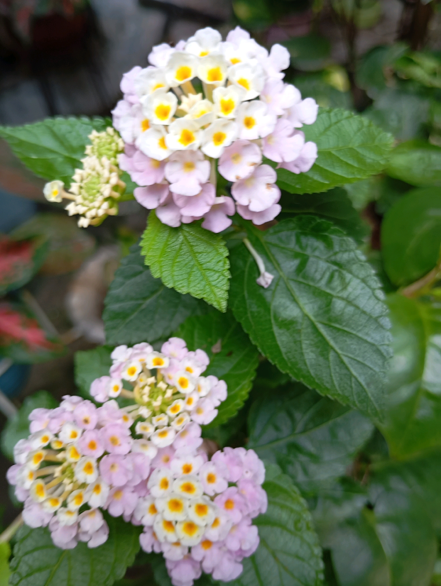 In Balikpapan, Indonesia, a close-up shot captures a cluster of Lantana flowers. The flowers are small, with delicate petals, and exhibit a gradient of colors ranging from white and pale pink to a vibrant yellow center. They are arranged in a rounded, umbel-like inflorescence, with smaller, unopened buds visible on the left side. The flowers are surrounded by lush, green leaves, which are broad and veined, characteristic of the plant. The background is softly blurred, suggesting an outdoor setting, possibly a garden or park, with hints of other foliage and a dark, textured surface. The lighting appears natural, highlighting the intricate details of the flowers and leaves.