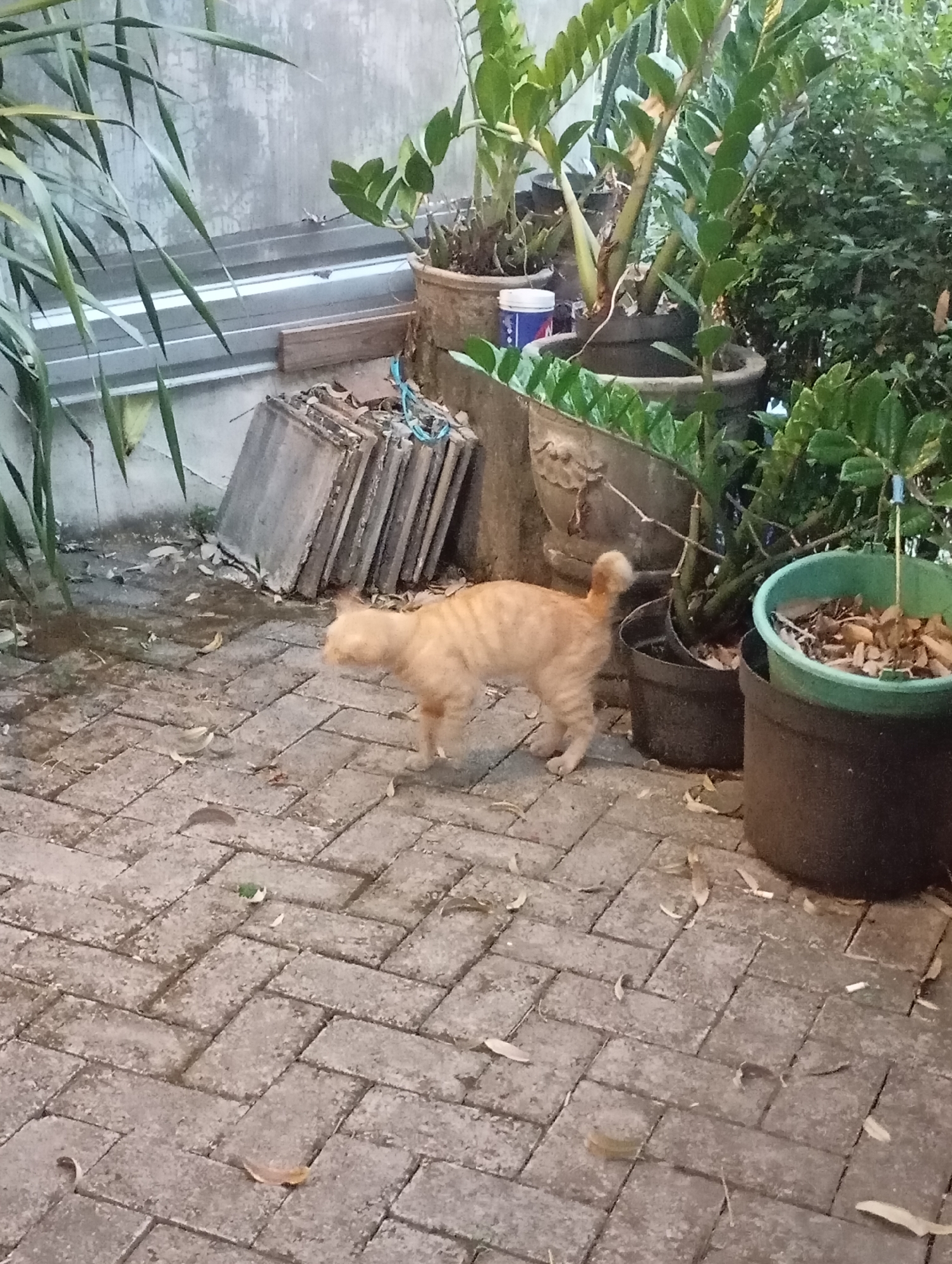 An orange tabby cat walks on a herringbone-patterned brick pathway in what appears to be a backyard or patio area. The cat is facing left and its tail is held up. Several potted plants, including a ZZ plant, are visible in the background, along with a stack of concrete tiles. The scene is outdoors and the lighting suggests it may be dusk or an overcast day. The general setting suggests it could be an urban environment such as Malang, Indonesia, where such patio designs and potted plants are common.
