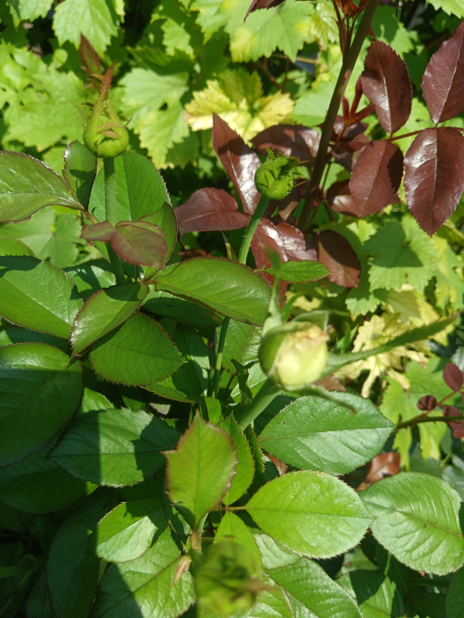 A close-up, eye-level shot showcases the verdant foliage and developing buds of a rose bush. The image is dominated by various shades of green, with some leaves exhibiting a reddish-brown hue, likely indicating new growth or a specific rose variety. In the foreground, several rosebuds are visible, one prominently featuring a light green, conical shape. The surrounding leaves are serrated and appear healthy, catching the sunlight and casting subtle shadows. In the background, slightly out of focus, more leaves and stems create a layered effect, with some yellow-tinged leaves suggesting a mix of plants or the lighting conditions. The scene is set outdoors in a natural environment. No people or specific locations within the city of Sorochinsk, Russia, are discernible in the image.