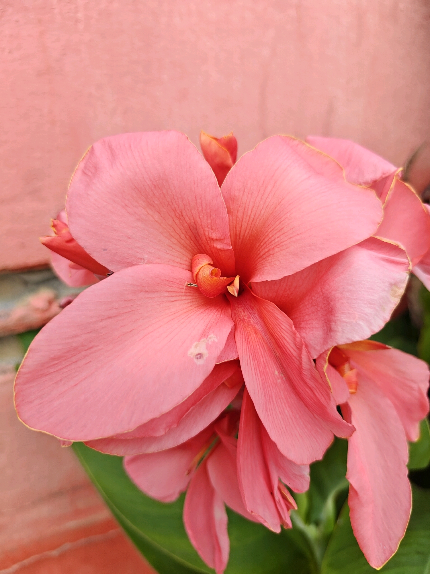This is a close-up, eye-level, vertical, medium shot of a cluster of pink Canna Lily flowers with a textured pink wall in the background. The flowers are in focus, and their petals display a gradient of pink, with some areas appearing almost orange towards the center. Subtle veins are visible on the petals, and a few small spots are present on some of the petals. The background wall is a muted, textured pink, providing a soft contrast to the vibrant flowers. The lighting appears to be natural, likely daylight, highlighting the texture and color of the petals. There are no people, animals, or specific landmarks indicating the location in Mu Si, Thailand, beyond the presence of the flora.
