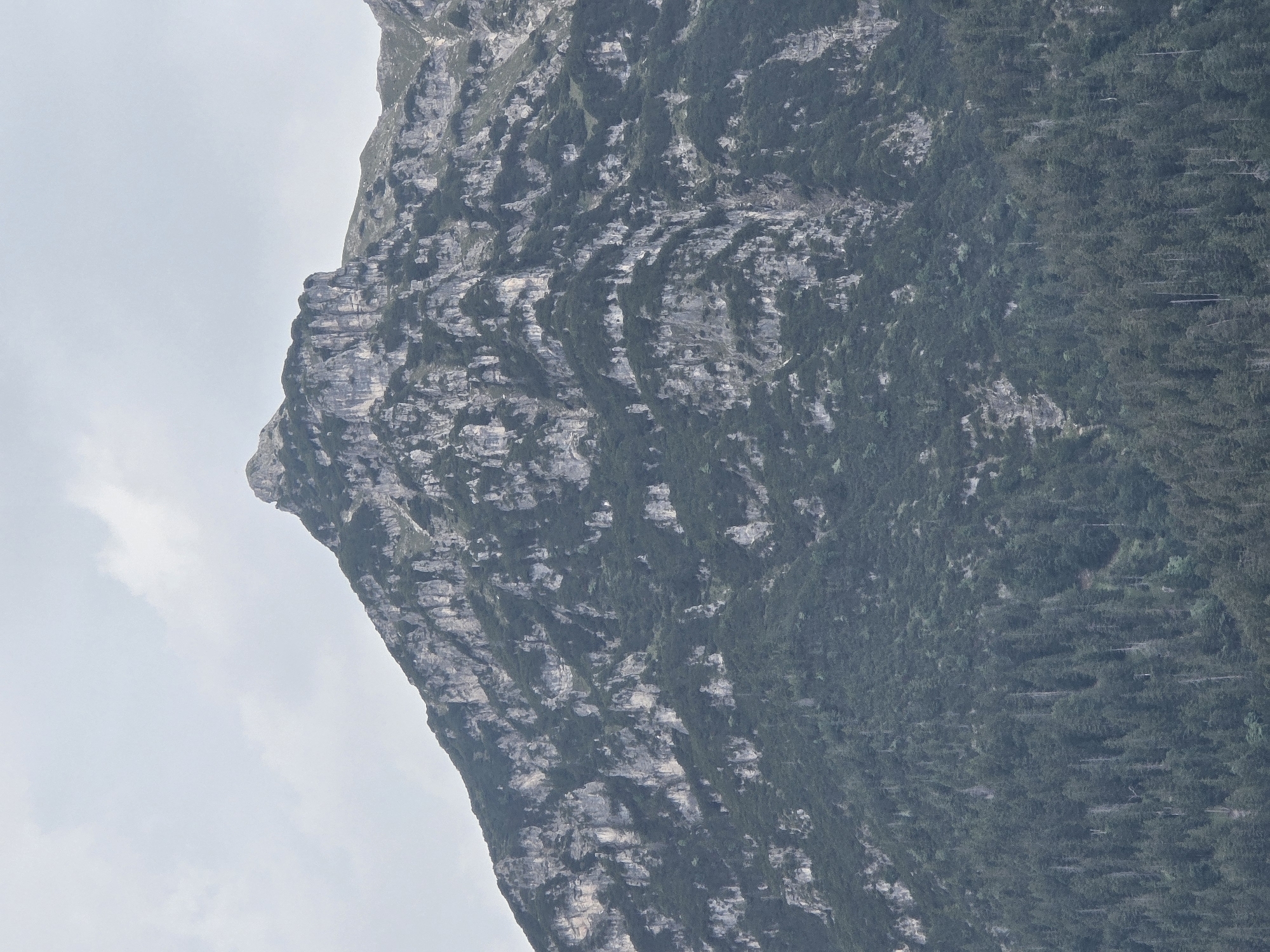 The image shows a close-up view of a mountain peak, likely part of the Alps near Garmisch-Partenkirchen, Germany. The mountain face is rugged and rocky, with patches of dark green vegetation, likely pine trees, clinging to its slopes. The sky above is overcast with a few faint clouds. The foreground of the image, not fully visible, appears to be covered by a dense forest of similar dark green trees. There are no people or man-made objects visible in the frame. The overall impression is one of a wild and natural mountain landscape under a subdued sky.