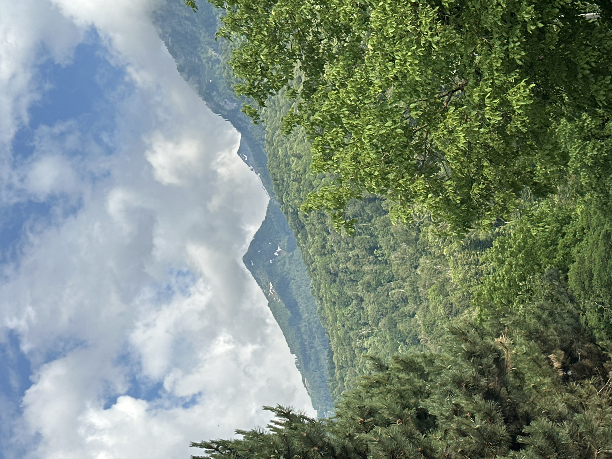 This is a medium shot photograph, taken outdoors, of a mountainous landscape in Krasnaya Polyana, Russia. The foreground features the dense green foliage of trees, with a pine tree on the left and a deciduous tree on the right. In the midground, a lush green mountainside covered in dense forest slopes upward. In the background, the jagged peaks of higher mountains rise, some with patches of snow. The sky above is a mix of blue and white clouds. The overall impression is one of a natural, serene environment during the day. There are no people or visible animals in the frame.