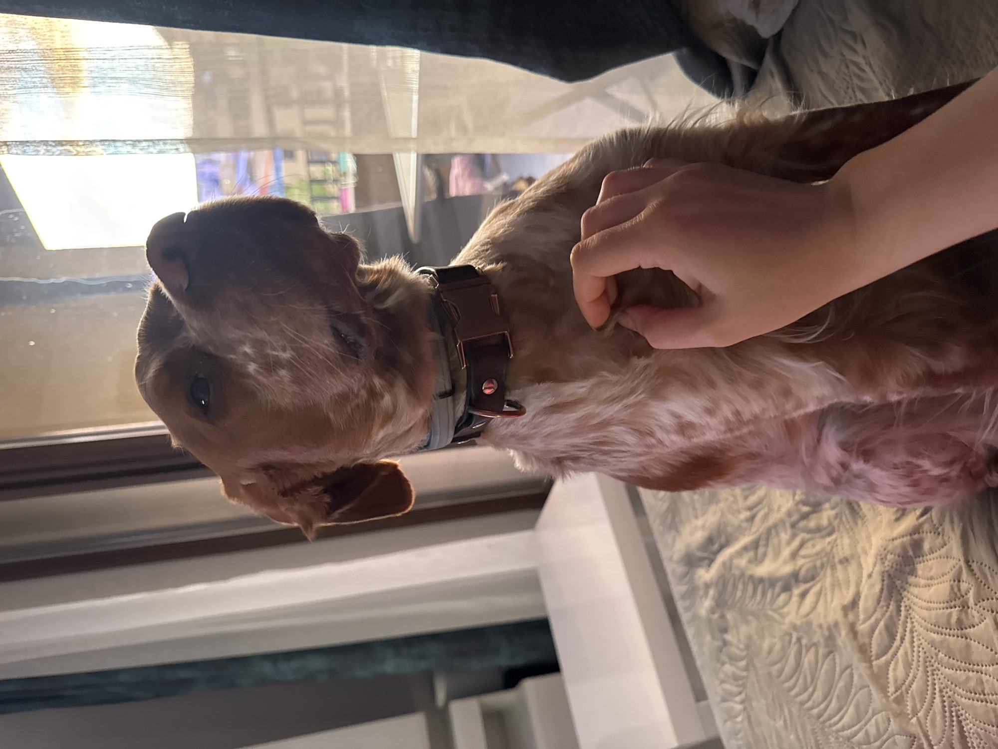 A tan and white Cocker Spaniel is the primary subject of the image, seen indoors. The dog is lying on its back, being petted by a fair-skinned hand. The dog is wearing a brown leather collar. The dog is positioned near a window with sheer, semi-transparent curtains and what appears to be a view of an urban environment. The background suggests an interior space, possibly a home, with a bed or a sofa visible. The scene's exact location in Sofia, Bulgaria, cannot be determined from the visual information.