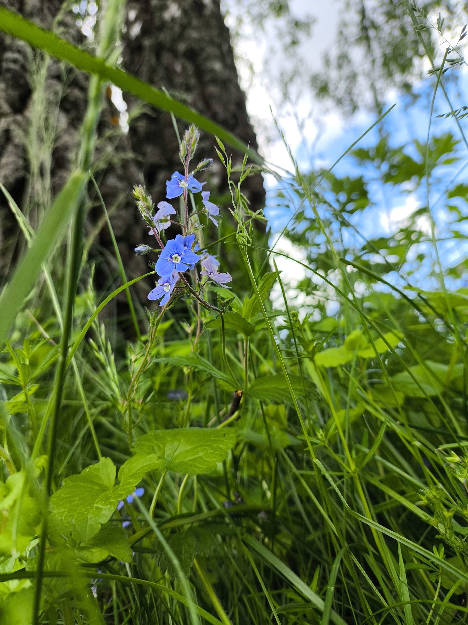 The image shows a patch of green grass and vegetation in Mar'inskoe, Russia. A small cluster of light blue flowers is centrally located. A tree trunk is visible in the background, slightly out of focus. The sky, with patches of blue, is also visible through the vegetation.