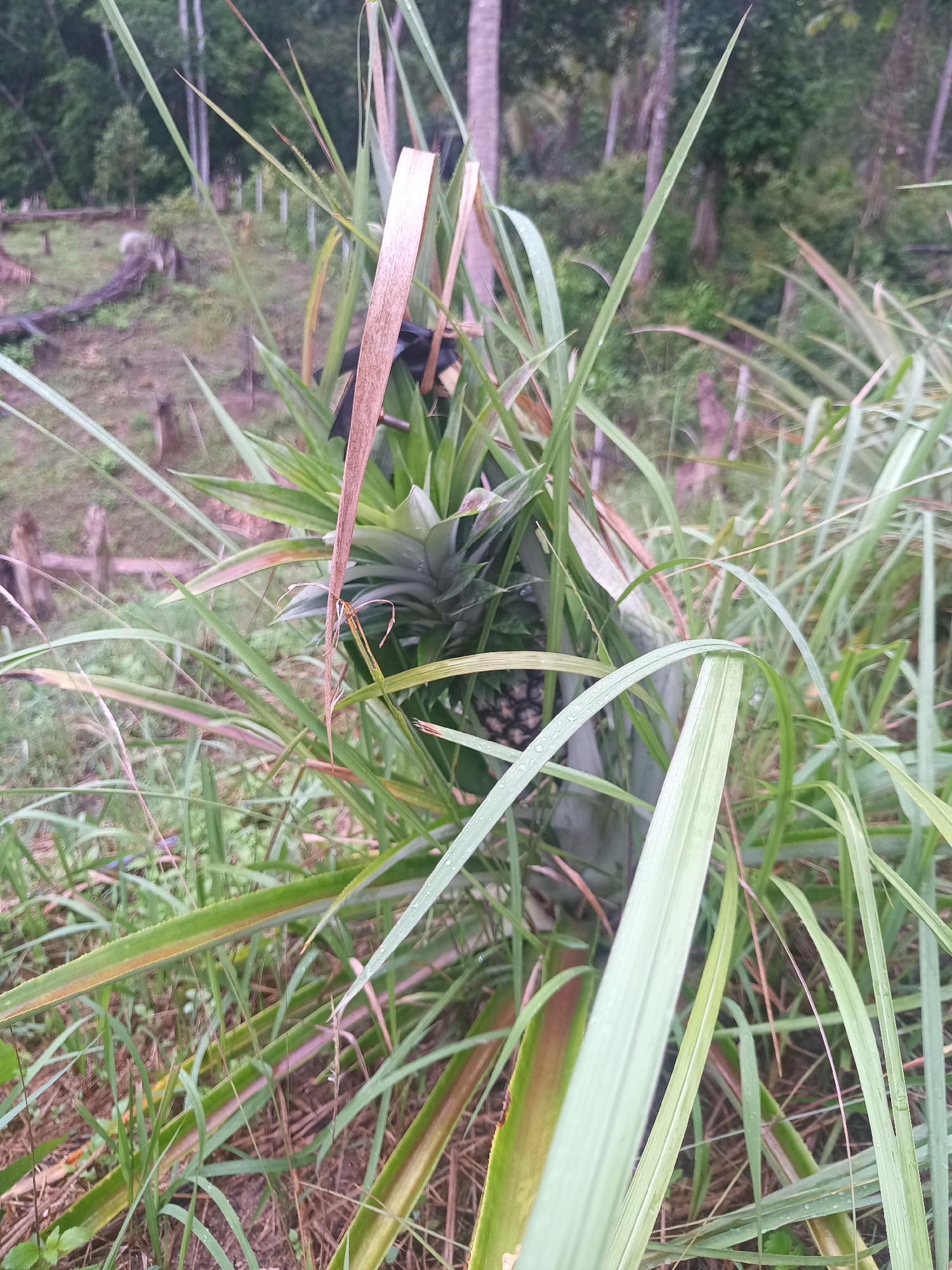 The image shows a pineapple plant in a grassy area. The plant has a pineapple fruit developing in the center of its spiky leaves. The surrounding vegetation includes tall grasses and other leafy plants. In the background, a forested area with some cleared patches is visible. The location is likely Baan Thong Nang, Thailand.