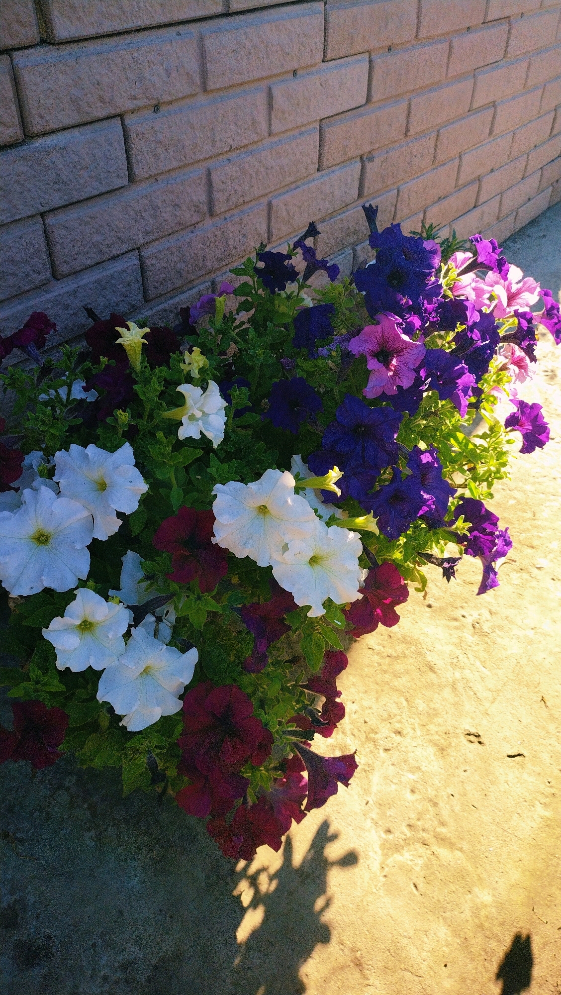 The image shows a planter filled with a variety of petunias in shades of white, deep purple, pink, and burgundy, arranged in front of a light-colored brick wall. The planter is positioned on a concrete surface, with a shadow of the flowers cast onto the ground. The lighting suggests it is either early morning or late afternoon, with the sun casting a warm glow. The scene appears to be outdoors, likely in a public or residential area. The photograph is taken from a slightly elevated angle, looking down into the planter. The city of Horishni Plavni, Ukraine, is not explicitly depicted or implied by any specific landmarks or context within the image.