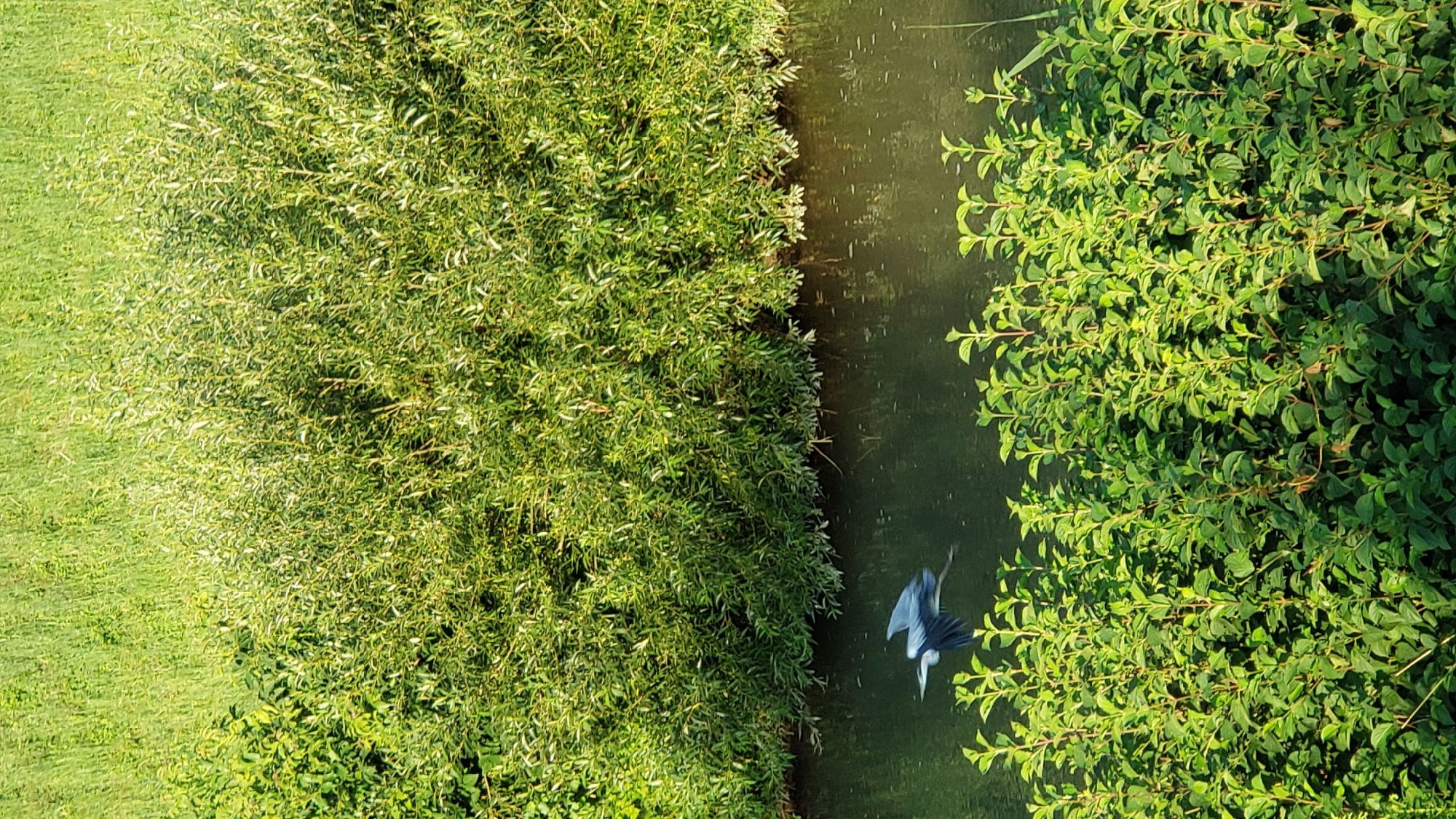 The image depicts a serene natural scene, featuring a grey heron in mid-flight over a calm body of water. The bird, with its wings spread, is captured in motion, appearing to fly from left to right. The water's surface reflects the lush green foliage that lines its banks. Dominating the background is a dense growth of vibrant green trees and vegetation, suggesting a thriving natural environment. In the foreground, another layer of dense green bushes frames the lower portion of the image, creating a sense of depth and natural enclosure. The lighting suggests it is daytime, with sunlight illuminating the scene and casting gentle shadows. This tranquil setting, characterized by its abundant plant life and the presence of wildlife, evokes a sense of peaceful wilderness. While the image itself does not provide specific geographical markers to pinpoint its location within Prešov, Slovakia, it is representative of the natural beauty that can be found in or around the city's green spaces or riverbanks.