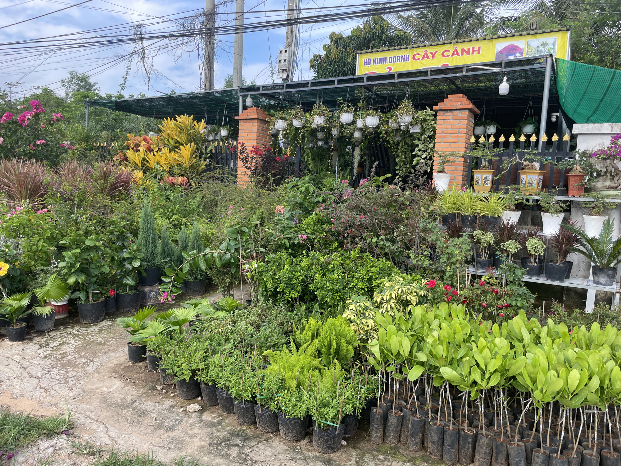 This image depicts a vibrant outdoor plant nursery or garden center in Mũi Né, Vietnam, filled with a diverse array of ornamental plants and flowers. The scene is set under a bright, partly cloudy sky, indicating daytime.
The foreground and midground are densely packed with potted plants of various sizes, species, and colors. These include lush green foliage plants, flowering plants with pink, red, and purple blooms, and vibrant yellow and reddish-brown-leafed plants like crotons and cordylines. Many plants are displayed in black plastic pots or small black grow bags, neatly arranged on the ground or on low shelving units. A concrete path winds through the display area.
In the background, a semi-open structure with a green mesh canopy and a more solid roof provides shade. This structure features decorative brick columns and a black metal fence topped with golden spikes. Numerous white hanging baskets, filled with trailing green plants, are suspended from the canopy. Above the canopy, utility poles and a complex web of overhead power lines are visible against the sky.
A yellow sign is prominently displayed on the front of the structure, bearing the Vietnamese text "HỘ KINH DOANH CÂY CẢNH," which translates to "Business Household Ornamental Plants" or "Garden Business Household." A small number "2" and some illustrative pictures are also visible on the sign. The overall impression is one of an active plant retail business, thriving in a warm climate. No people are visible in the image.