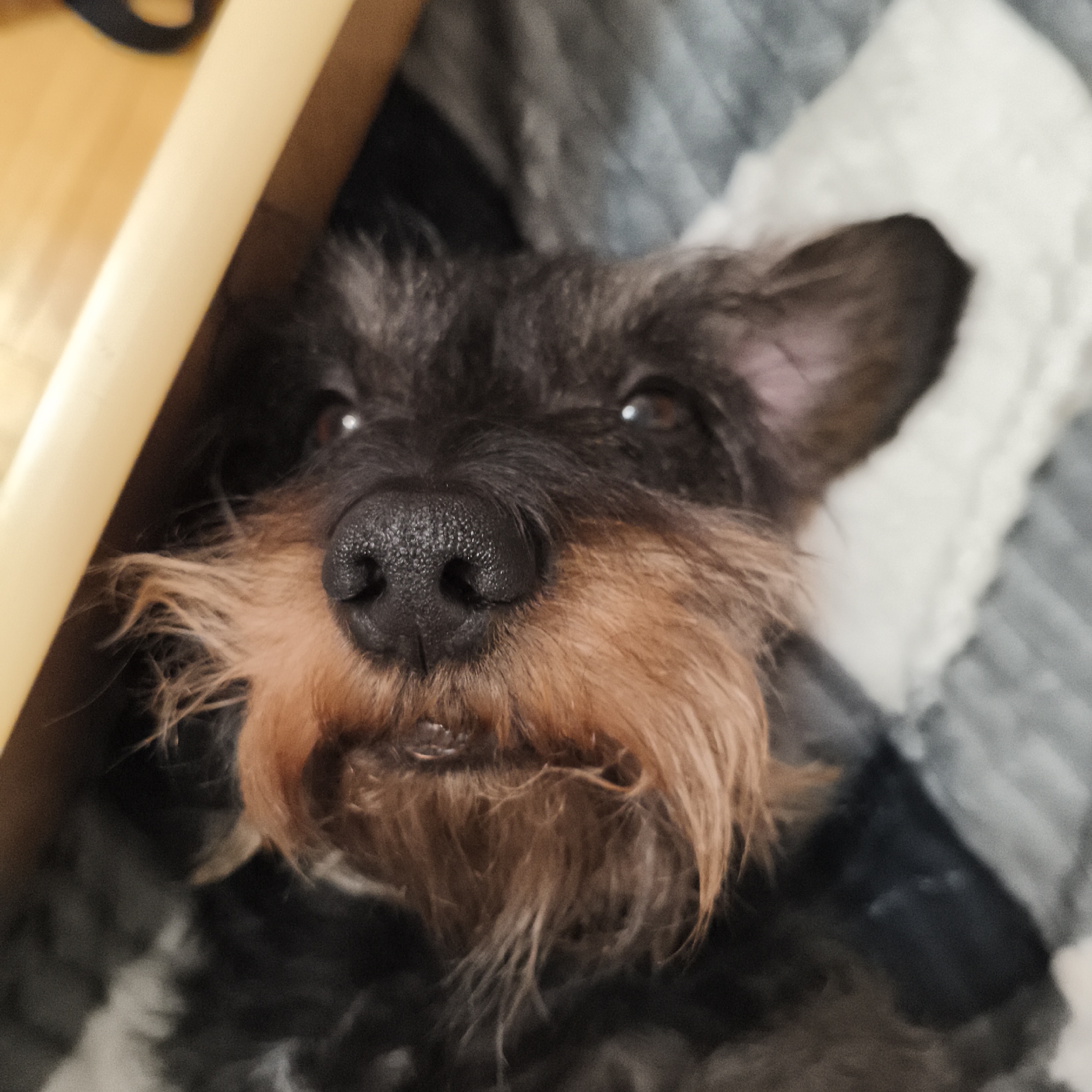 A close-up photograph captures the head of a small, wire-haired canine, looking directly forward. The dog features primarily black fur on its head and ears, with prominent reddish-brown and tan fur forming a distinctive beard and eyebrows. Its large, textured, black nose is centrally positioned in the foreground. Dark brown eyes are visible just above the nose, reflecting ambient light. The dog appears to be nestled within a soft, textured material, likely a blanket or throw, which displays patterns in shades of grey, black, and white. A solid, light-beige object, possibly a piece of furniture, is visible along the upper left edge of the frame, partially obscuring the background. A blurred dark object is also present behind the beige object in the upper left. The environment is an indoor setting. No specific identifying markers for the city are visible within the image; however, the location is stated as Chaikovsky, Russia.