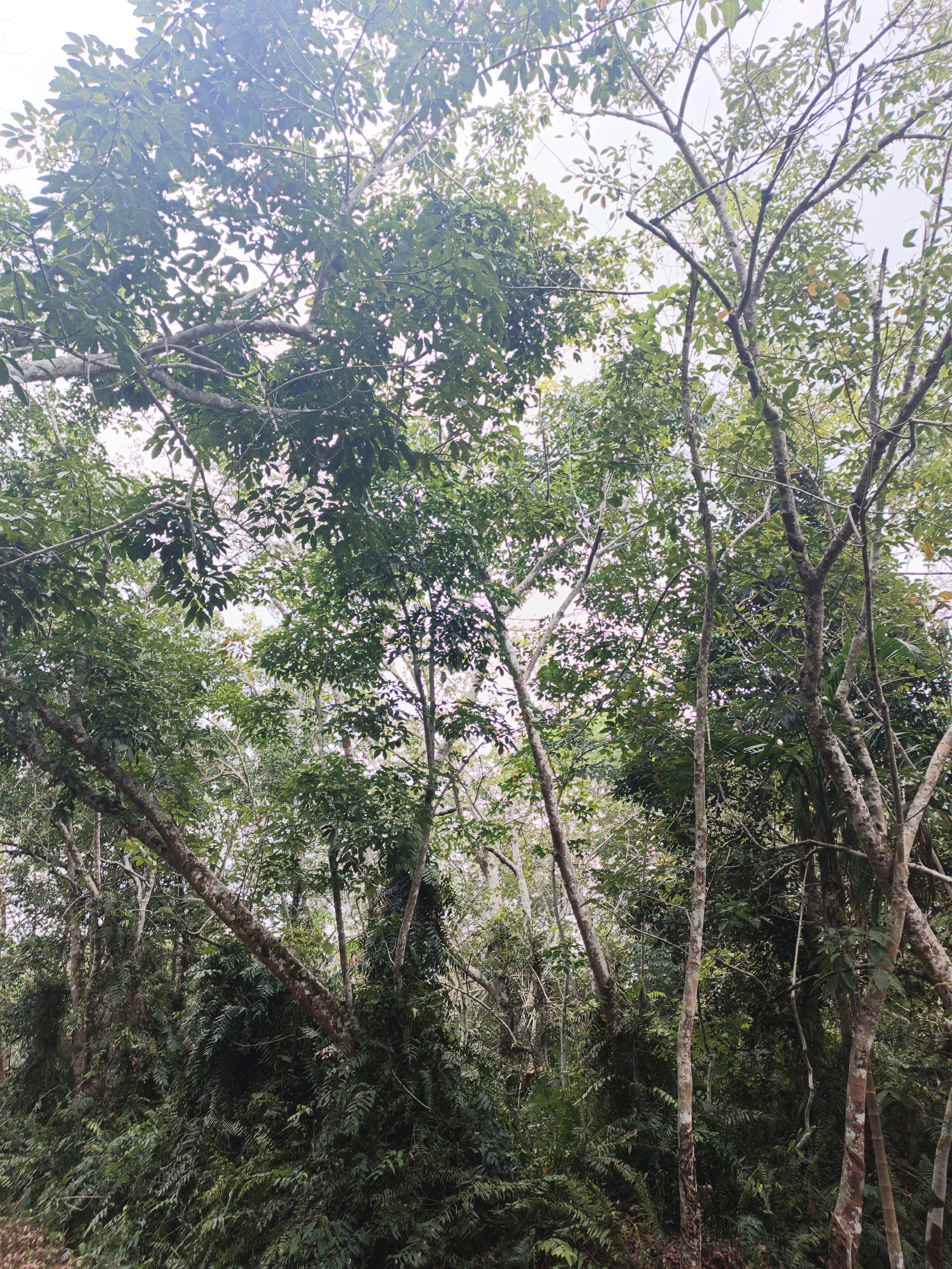 This image depicts a dense forest scene, likely in or around Resam Lapis, Indonesia, characterized by lush, green foliage and a canopy of trees. The foreground and midground are dominated by various types of trees with visible trunks and branches, many of which are covered in moss or epiphytes. The undergrowth is thick with ferns and smaller plants, creating a vibrant, wild environment. Sunlight filters through the leaves, casting dappled light and creating a sense of depth. The sky is overcast, contributing to the soft, diffused lighting of the scene. There are no people or animals visible, and the focus is entirely on the natural landscape. The overall impression is one of untamed, natural beauty.