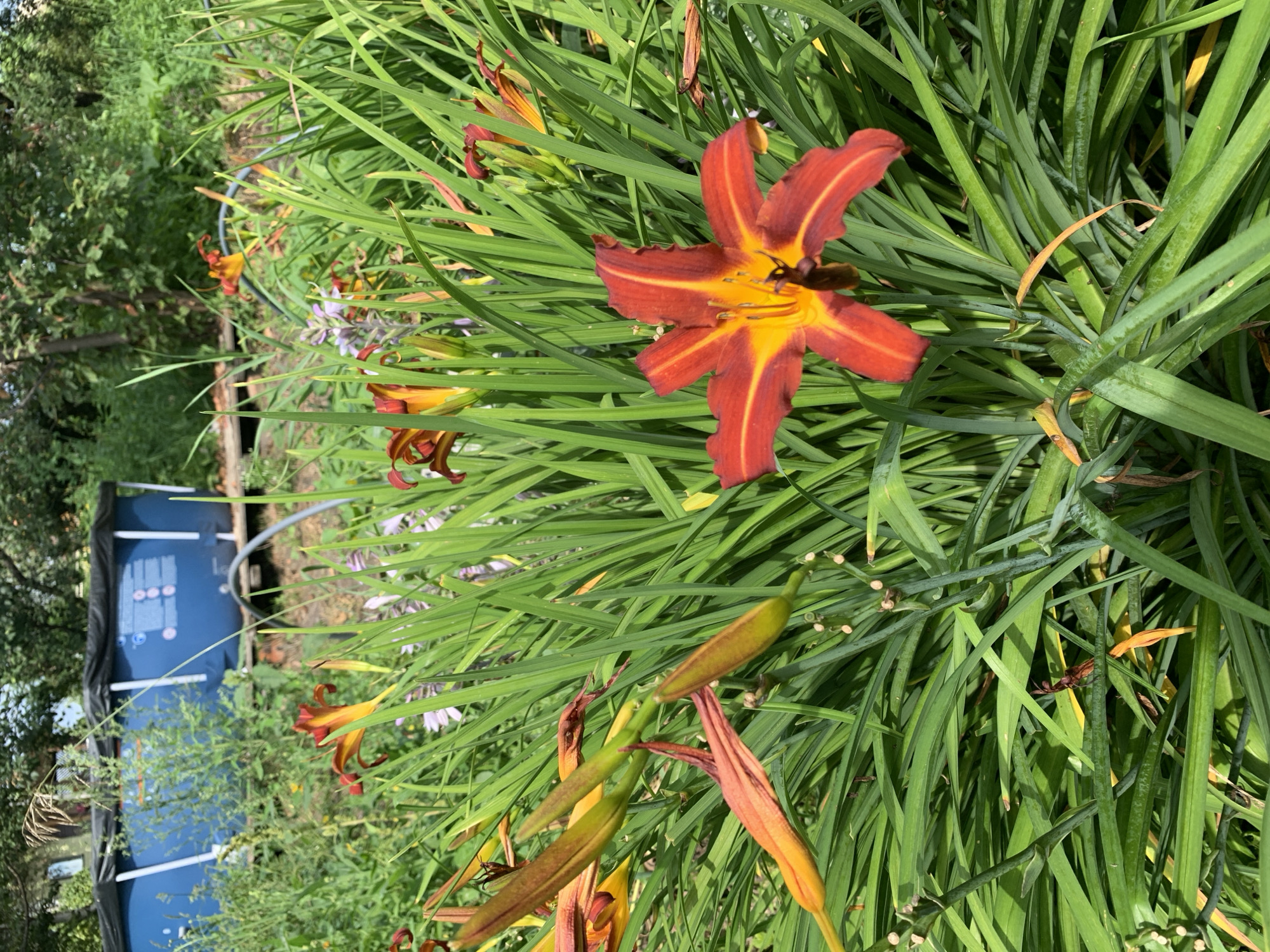 A close-up shot focuses on a cluster of vibrant orange and yellow daylilies in the foreground, with their long, green blades of grass creating a lush backdrop. In the mid-ground, several more daylilies are visible, some in bloom and others as closed buds. Beyond the flowers, a large blue inflatable swimming pool is situated on a wooden platform, partially obscured by the surrounding greenery. The pool is covered with a black tarp. The background consists of dense foliage and trees, suggesting a natural or semi-natural outdoor setting. The image appears to be taken in Novostroika, Russia, likely a backyard or garden area.