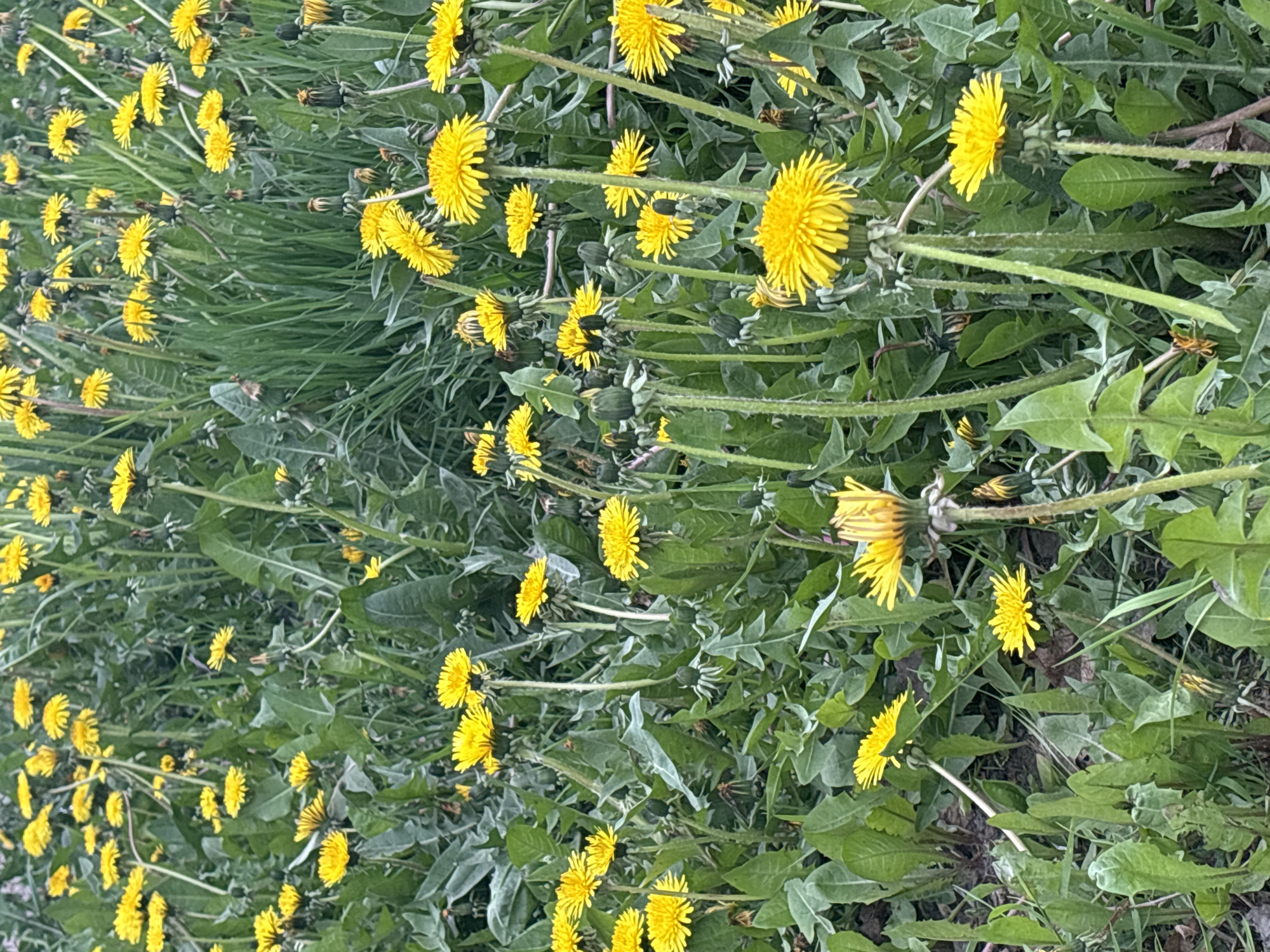 A dense patch of dandelions in full bloom fills the scene. The flowers are predominantly yellow, interspersed with green leaves and stems. The image lacks any features suggestive of a specific location in Saint Petersburg, Russia. No people or other objects are visible.