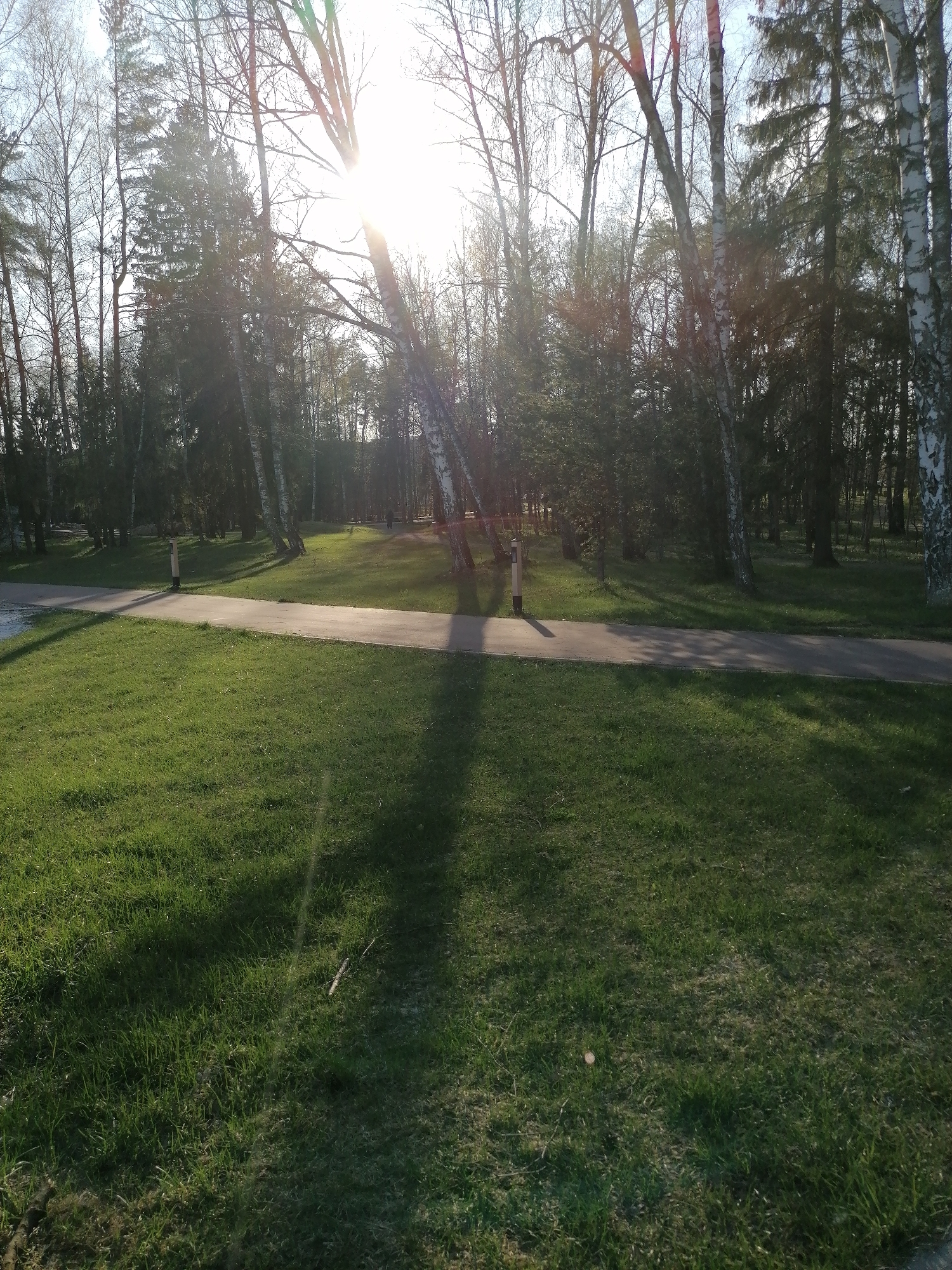 The image depicts a park-like setting, presumably outdoors. The scene includes a grassy area in the foreground, transitioning to a paved path that extends into the background. The background features a dense grouping of trees, including birch trees recognizable by their white bark. The sun is visible through the trees, causing strong lighting and shadows across the scene. No people are visible. The location is Unknown, Unknown.