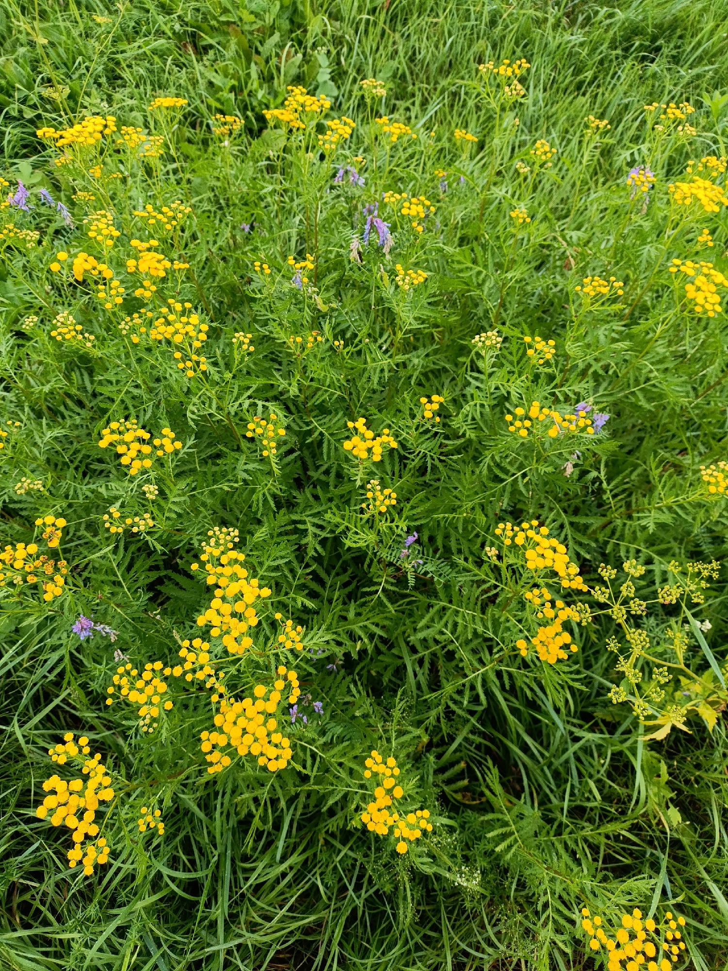 The image captures a close-up, overhead view of a dense patch of green grass, interspersed with numerous small, bright yellow flowers. The flowers appear to be in clusters on slender stems, with some still in bud form. A few scattered purple wildflowers are also visible amongst the greenery. The scene is consistent with a natural outdoor environment, possibly a meadow or field, suggesting a location in the rural outskirts of Yasnaya Polyana, Russia, known for its natural beauty and connection to nature. There are no people or animals present in the image. The lighting suggests it is daytime, with soft, diffused light illuminating the foliage and flowers.
