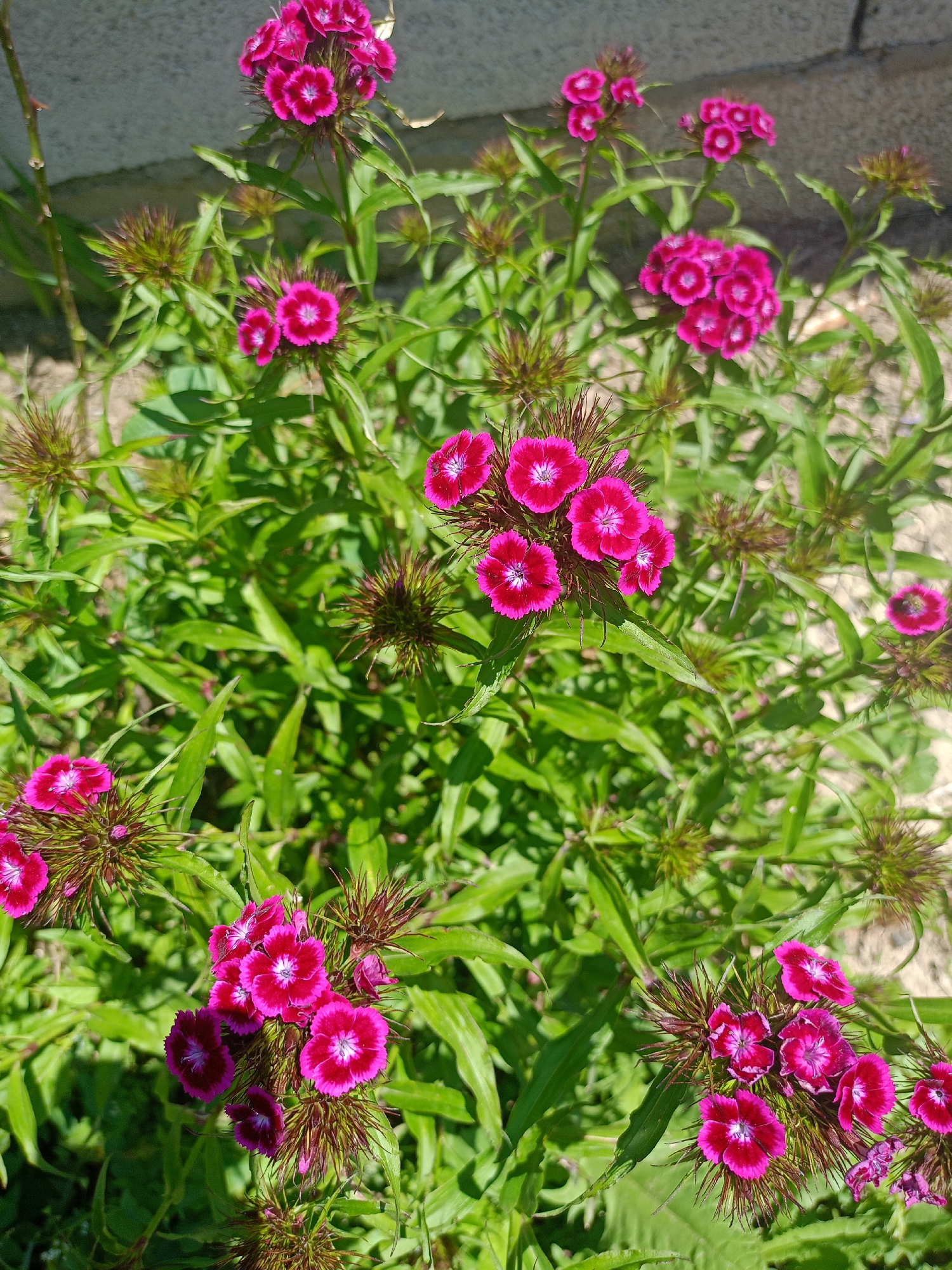 This close-up, high-angle shot captures a vibrant cluster of blooming plants, likely Sweet William (Dianthus barbatus), in Koghb, Armenia. The dominant subjects are numerous bright pink or magenta flowers, each featuring a distinct white or lighter pink center and delicately serrated petals. These small blossoms are grouped together in dense, rounded heads. Interspersed among the flowering clusters are several spiky, greenish-brown structures, which appear to be either unopened flower buds or seed pods, adding a textural contrast to the soft petals.
The plants are characterized by their long, slender, vivid green leaves, which form a lush backdrop for the colorful blooms. The overall setting is an outdoor garden or natural area, with visible patches of soil and a blurred, light-colored background that could be a wall or pathway. The lighting indicates a bright, sunny day, with strong natural light illuminating the plants and creating subtle shadows on the foliage. No specific activity or event is taking place, as it is a static image of flora. There is no visible text in the image. The healthy appearance of the plants suggests they are thriving in their environment.