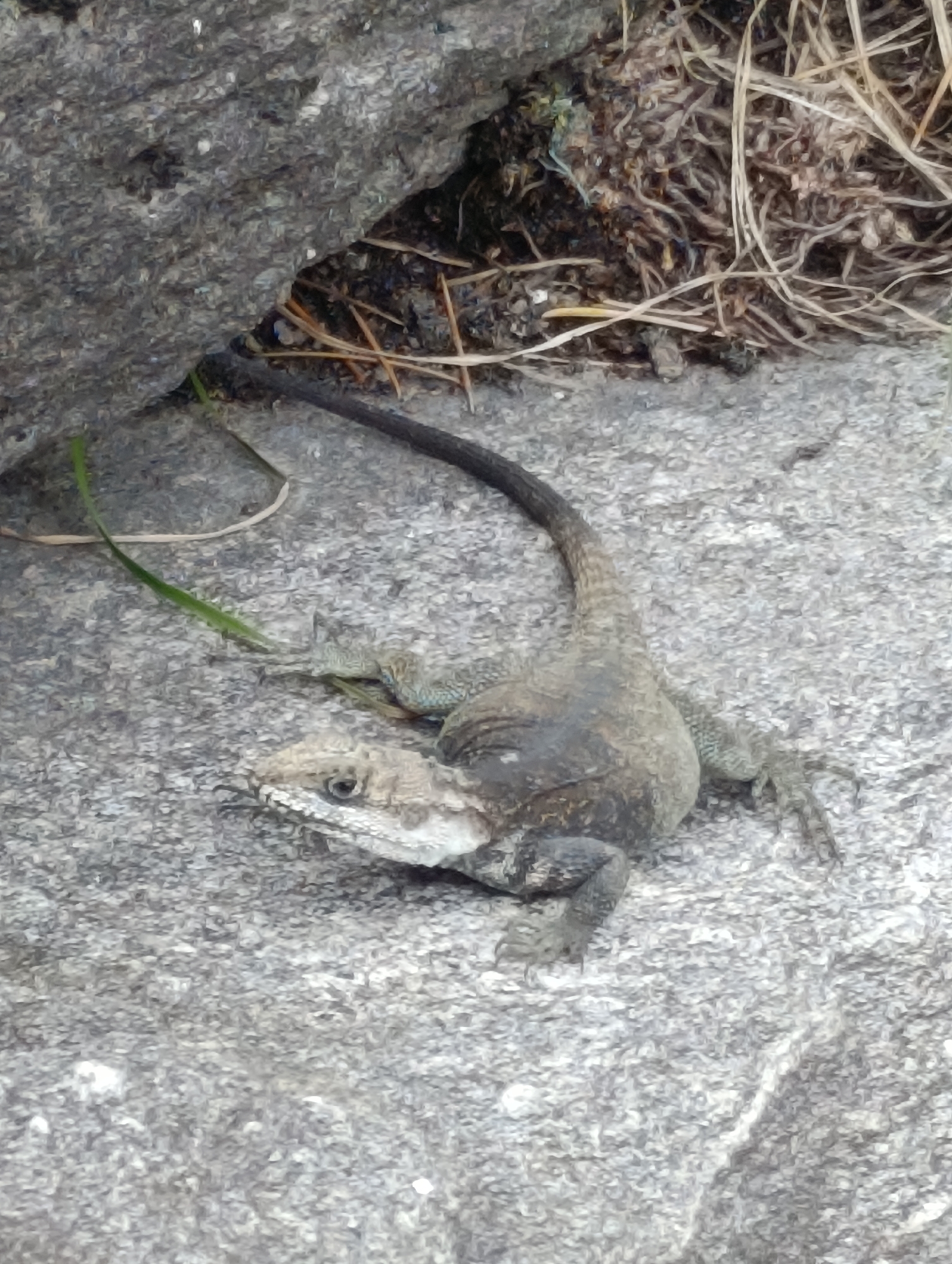 A lizard with grey and brown scales is resting on a grey, textured rock surface. The lizard is facing towards the left of the image and its head is slightly raised. Its eyes are dark and its mouth is slightly open. The lizard's body is elongated with four limbs and a long, slender tail. It appears to be in a relaxed or resting posture. The background consists of more rocks and dry vegetation, suggesting an outdoor, possibly arid environment. There is no indication of the city of Goshal, India within the image.