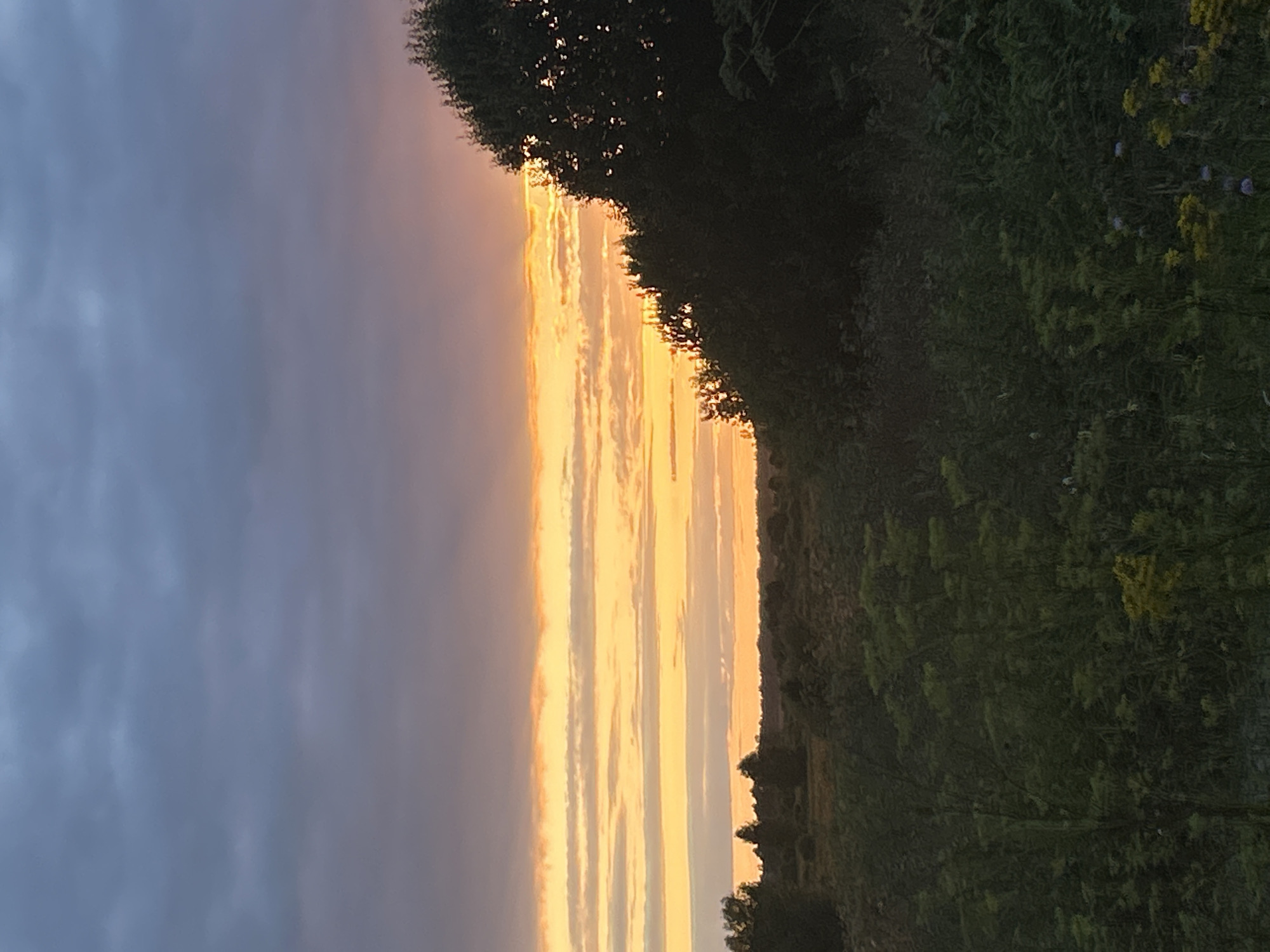 The image depicts a rural landscape at dusk, possibly in or near Kalitsino, Russia. The sky is filled with dramatic cloud formations, transitioning from dark gray at the top to vibrant bands of orange and yellow near the horizon, indicating a sunset. Silhouetted trees and dense vegetation dominate the foreground and midground, creating a dark, textured contrast against the brightly lit sky. The ground is covered in a mix of grasses and wildflowers, some of which are yellow. The overall scene conveys a sense of natural beauty and quietude. There are no people or specific man-made structures visible in the frame.