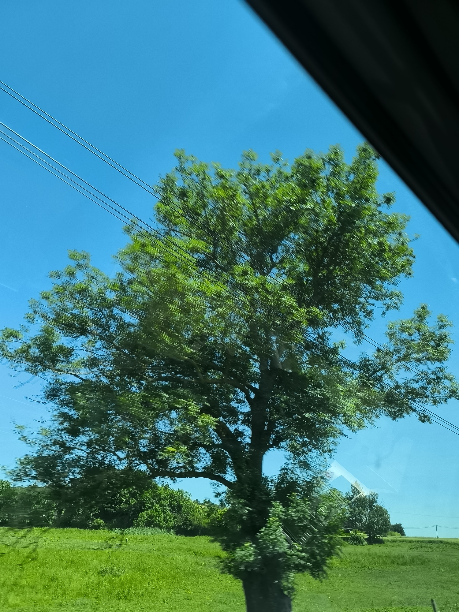 The photograph, taken from within a moving vehicle, shows a lush green landscape through the car window. A large deciduous tree dominates the frame, its leaves obscuring much of the clear, bright blue sky. Power lines are visible across the top-left portion of the sky. The foreground is composed of a vibrant green field, with a line of smaller trees and shrubs in the middle ground. The right edge of the image is partially obscured by the interior of the car, appearing as a dark, out-of-focus shape. The motion blur suggests the photo was taken while the vehicle was in motion. No people or specific objects indicative of Chavanay, France, are visible.