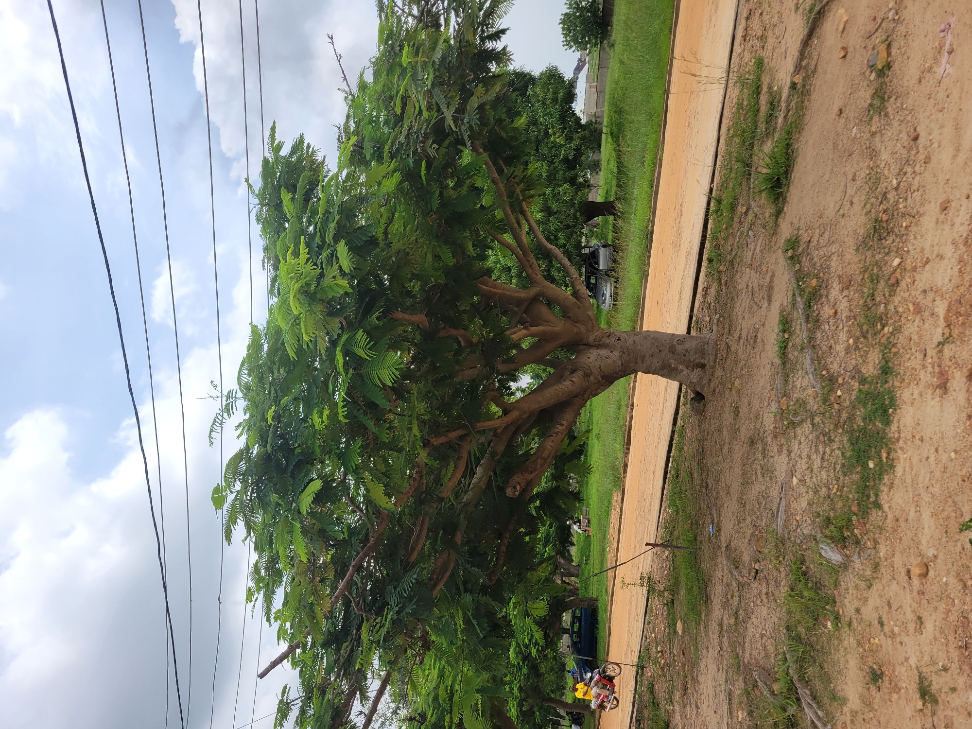 The image shows a tree with lush green foliage situated on a dirt path in Keffi, Nigeria. In the background, a sandy road runs parallel to the path, with a few cars and a person on a motorcycle visible. A building or houses can be seen in the distance, along with more trees and green grass. Overhead, power lines crisscross the sky, which is partly cloudy with patches of blue sky. The ground in the foreground is covered in dirt, small stones, and some sparse green vegetation, with exposed tree roots from the large tree.