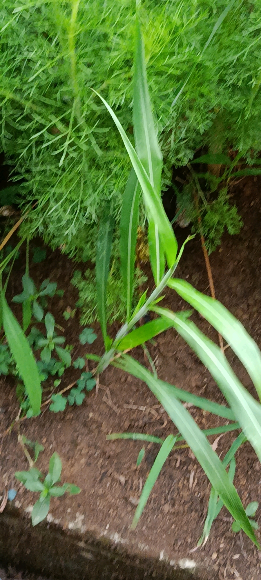 The image depicts a close-up view of lush green foliage and brown soil. In the foreground, several long, slender green leaves with lighter green stripes are visible, reaching upwards and to the right. Among them, smaller green plants with broader, more rounded leaves are scattered across the soil. The soil itself is a rich brown, with visible texture and some organic debris. In the background, a dense mass of feathery green foliage creates a blurred backdrop, suggesting a garden or natural setting. The lighting appears to be natural, casting soft shadows and highlighting the textures of the plants and soil. The scene is static and shows no signs of human activity or any specific landmarks. The context of the image, if it were to be associated with a location in Megamendung, Indonesia, would be that of a natural or cultivated green space within that area.