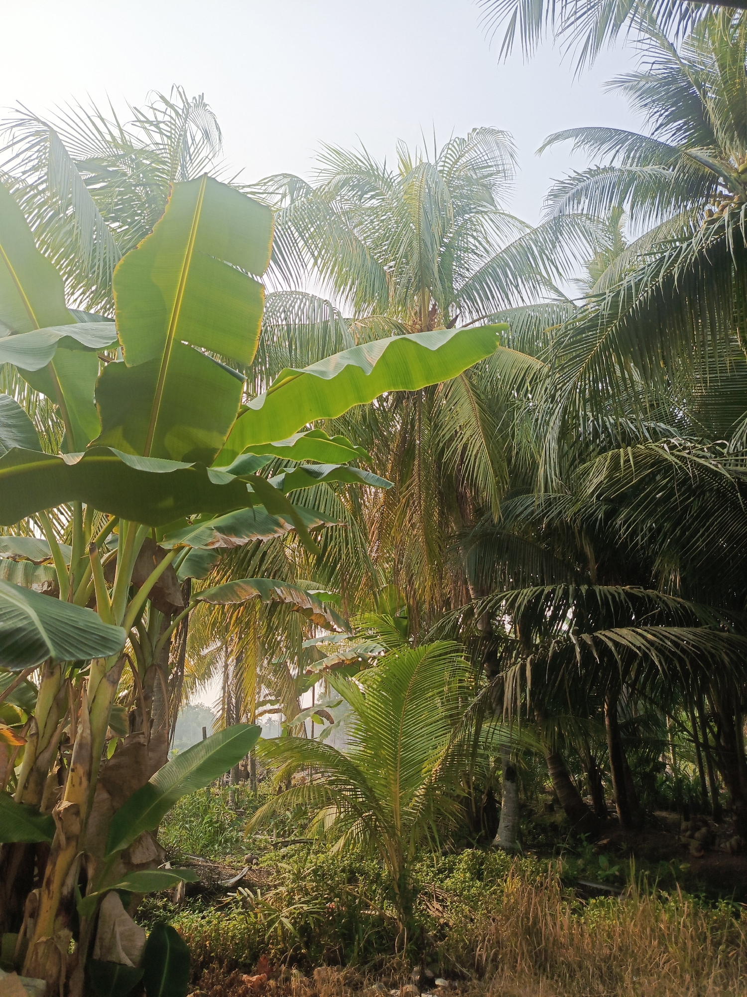 In Merubung, Indonesia, this photograph captures a dense tropical landscape dominated by lush vegetation under a hazy, bright sky. The foreground is filled with the broad, green leaves of a banana tree, its stalks thick and fibrous. Behind the banana tree, a dense cluster of mature coconut palms creates a shaded canopy, their fronds a vibrant green. A few younger palm saplings are also visible, interspersed with the mature trees and a thick undergrowth of grass and smaller plants. The ground appears to be a mixture of soil and dry vegetation. The overall impression is one of an untamed, natural environment, characteristic of the region.