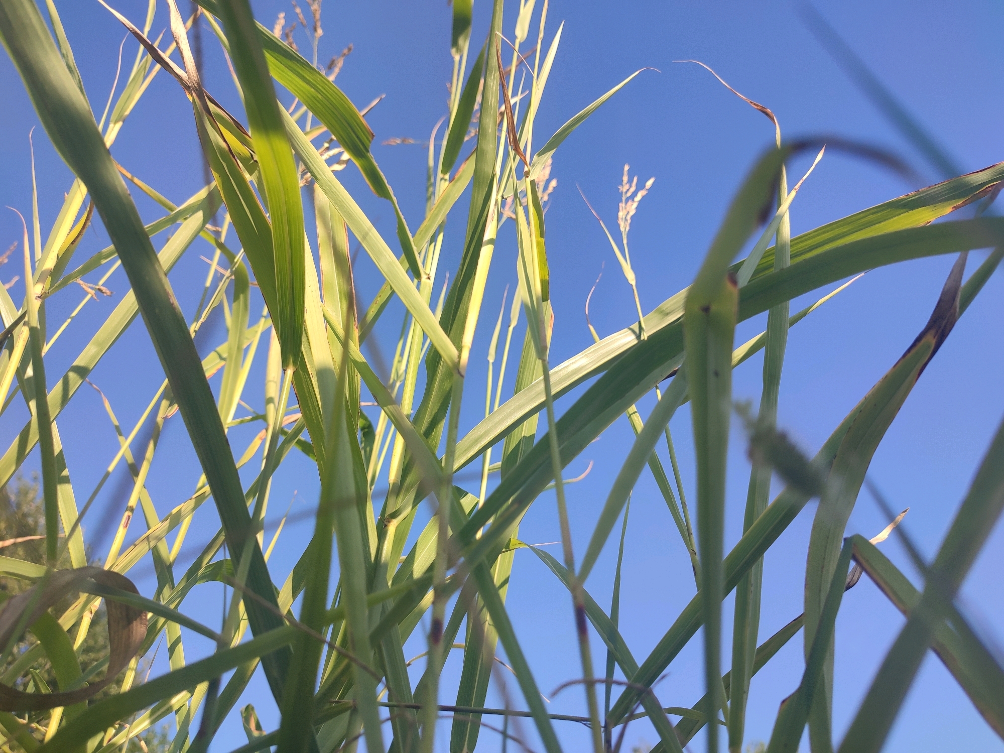 A close-up, low-angle shot looks up through tall, green grass and stalks against a clear, vibrant blue sky. The grass is in focus in the foreground, with many blades crisscrossing and overlapping, obscuring parts of the sky. Some of the grass blades show signs of browning or drying at the tips. In the background, out-of-focus hints of distant trees and vegetation can be seen at the bottom left. The overall impression is one of looking upwards from a dense grassy area on a sunny day in Красное Село, Russia.