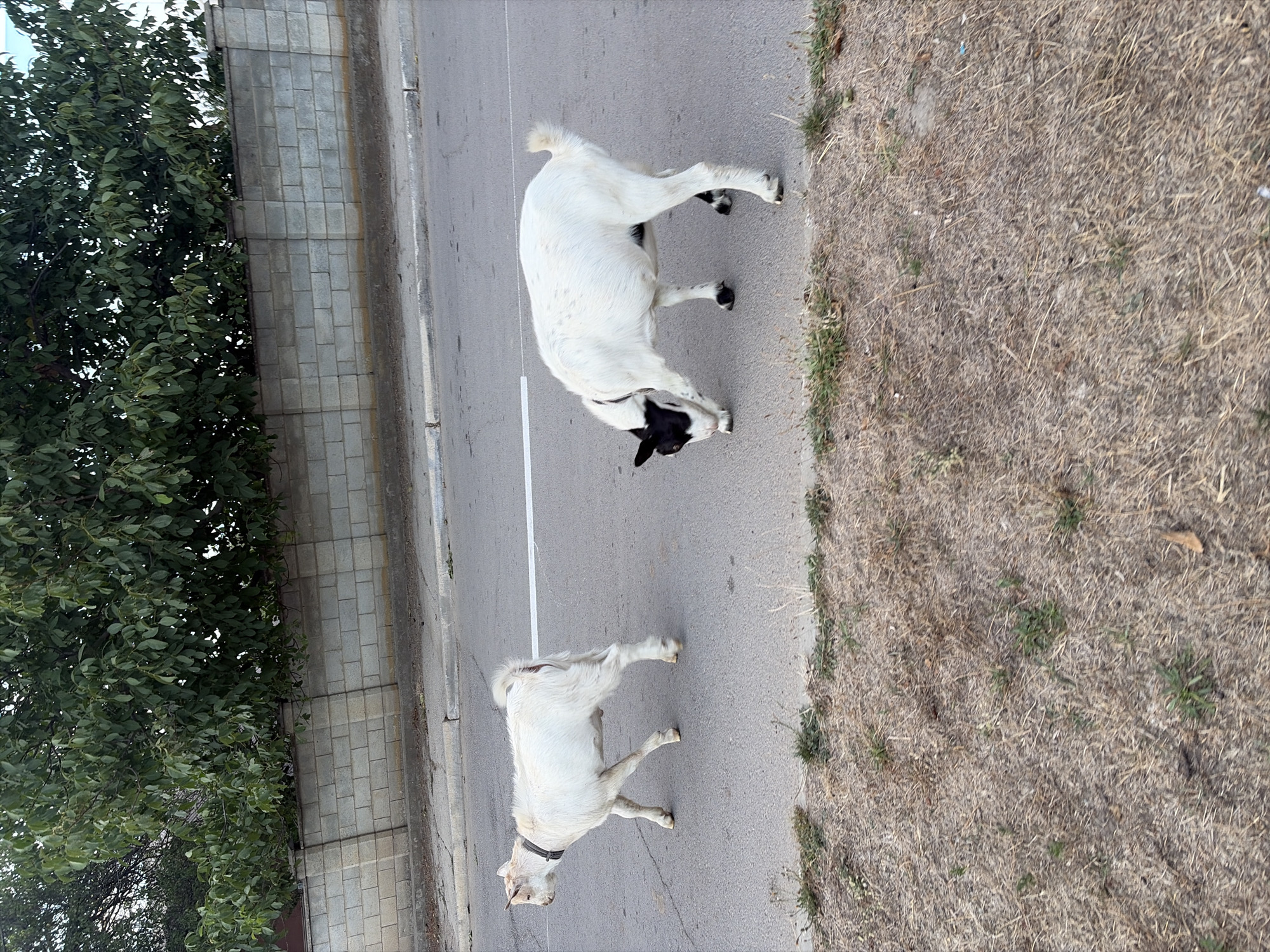 In Oxentea, Moldova, two goats are pictured on an asphalt road. The goat on the left is white and appears to be walking away from the camera. The goat on the right is mostly white with black markings on its head and legs, and it is bending down as if to eat from the road. A white line runs across the road between the two goats. In the background, a grey concrete block wall is visible, topped with a line of small decorative posts. Behind the wall, a large green tree with dense foliage dominates the upper portion of the image. The area in front of the wall and to the side of the road is covered in dry, light brown grass and some scattered green vegetation. The sky is not visible.