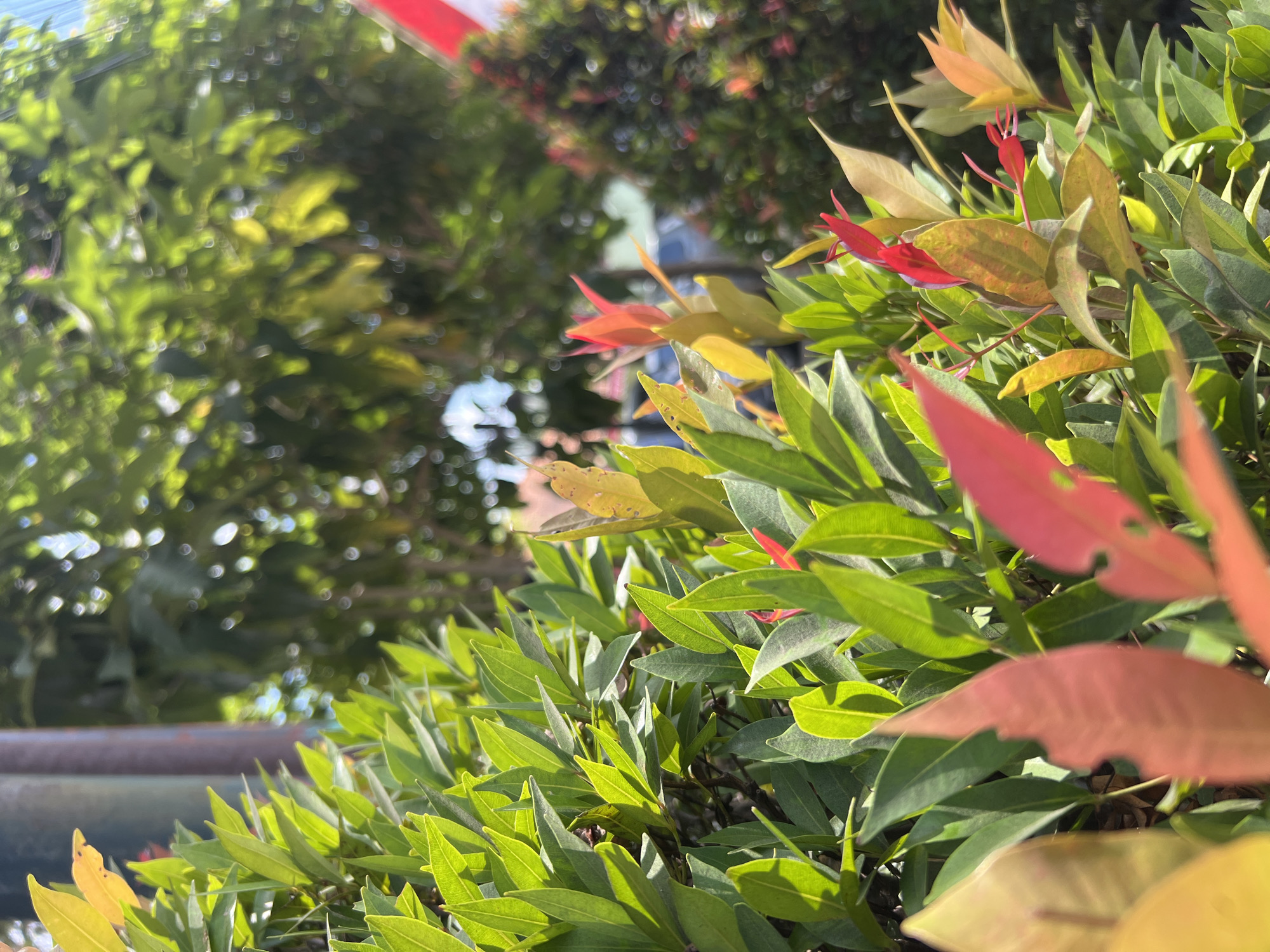 A close-up, eye-level, medium shot captures a cluster of vibrant green leaves in the foreground, with some exhibiting tips of red and orange hues. These leaves are part of a bush or small tree that appears to be part of a garden or park setting. In the background, blurred foliage and trees suggest an outdoor environment. A vertical, dark, possibly metallic pole is visible to the left of the frame. Further in the background, out-of-focus elements suggest a street or walkway, with hints of what could be a building or structure and possibly a small red and white flag. The lighting indicates a sunny day, with sunlight filtering through the leaves. The overall scene is tranquil and natural. Based on visual cues common in Yogyakarta, Indonesia, such as lush vegetation, the presence of outdoor poles often found along streets or in public spaces, and the style of the foliage, this image could have been taken in a residential area, a park, or along a street within the city.