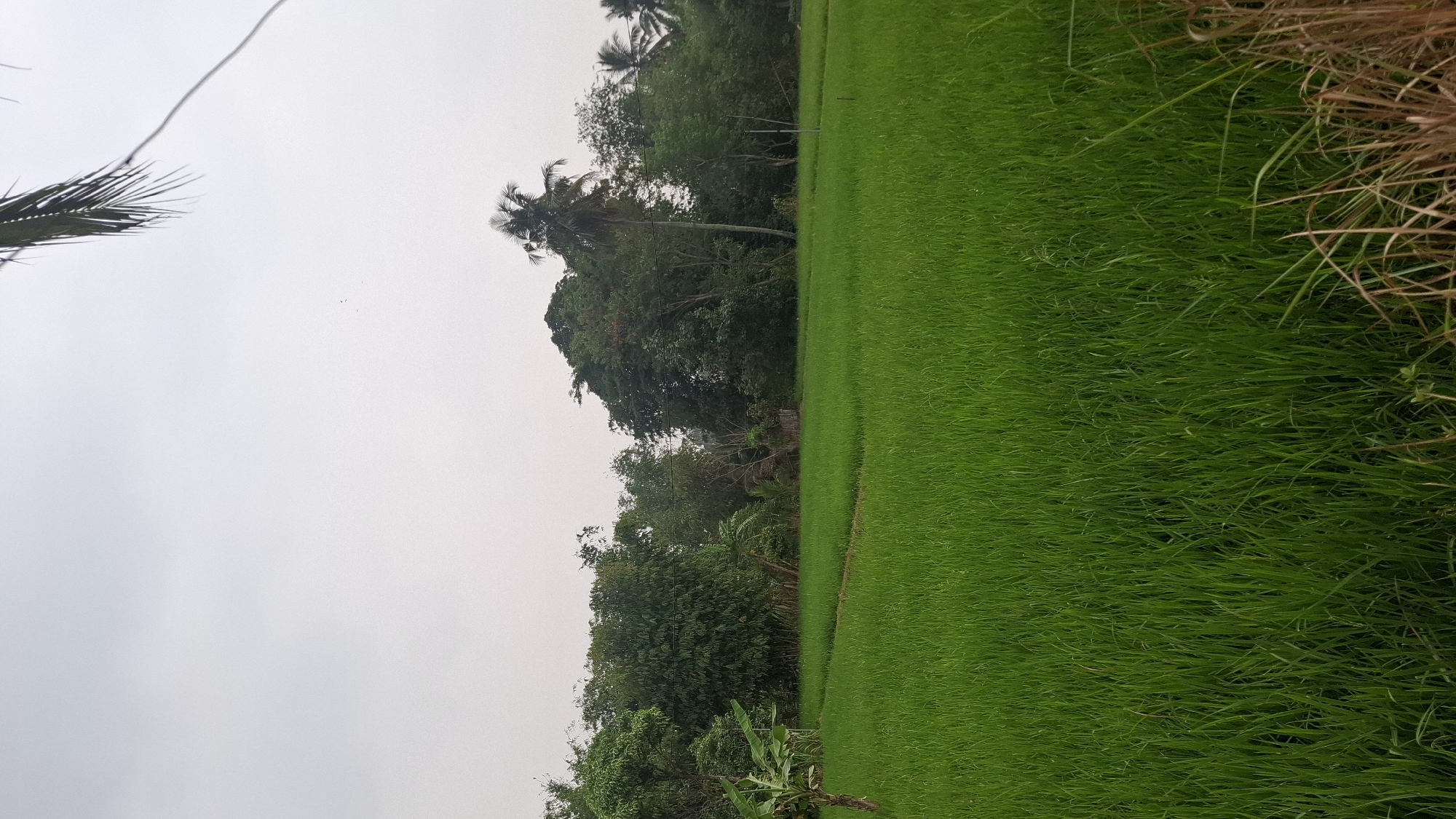 The image depicts a lush green rice paddy field in Cilaku, Indonesia, under an overcast sky. The foreground is dominated by the vibrant green of the rice stalks, stretching across the frame. A narrow, winding path is visible within the paddy, suggesting human activity or a natural trail. In the background, a dense line of trees and vegetation forms a natural barrier, with a prominent coconut palm tree standing tall amongst them. The foliage is varied, indicating a diverse ecosystem. A small banana plant with its characteristic leaves is positioned to the left of the frame, adding to the tropical ambiance. The overall scene is one of natural tranquility, characteristic of rural Indonesian landscapes. There are no people or animals visible in the image, and no discernable actions or interactions are taking place. The lighting is diffused, consistent with cloudy weather.
