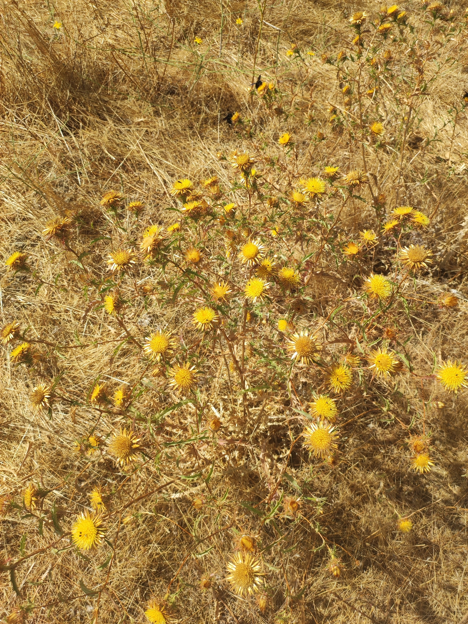 The image depicts a field of dry, golden-brown grass with several yellow flowers in bloom. The flowers are small and appear to be a type of thistle or wildflower. Some of the flowers have small insects, possibly bees, on them. The background is a dense texture of dry vegetation, suggesting a dry or arid environment. The overall impression is one of a natural landscape in a warm climate. The scene is likely located in or around the city of Sobradillo, Spain, a region known for its arid landscapes and Mediterranean vegetation.