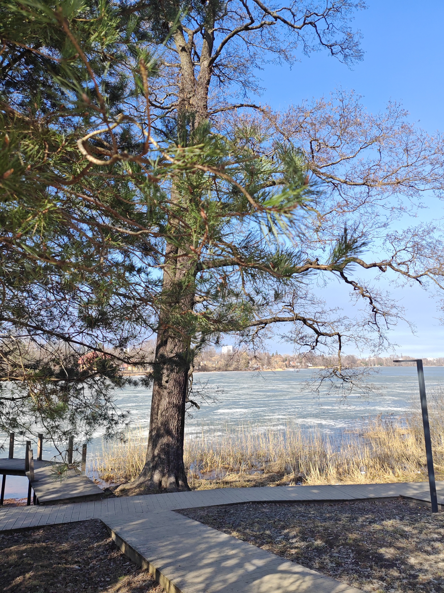 The scene depicts a park or natural area within Saint Petersburg, Russia, during what appears to be late winter or early spring. In the foreground, a wooden boardwalk path, composed of light-colored planks, extends across ground covered with sparse, dry foliage and patches of earth. To the left, another section of the boardwalk leads to a wooden pier that extends into a body of water. A large tree, primarily coniferous with green needles, stands prominently to the left of the center, its thick, dark brown trunk rooted beside the boardwalk. Its branches extend upwards and outwards, partially obscuring the view. To the right and behind this tree, the bare, intricate branches of several deciduous trees are visible against a clear, bright blue sky.
The mid-ground is dominated by a wide body of water, largely covered with a fragmented layer of white and translucent ice and slush, suggesting a partial thaw. A band of tall, dry, light brown reeds or grasses lines the immediate shoreline where the ice meets the land. A dark, possibly black, rectangular metal post stands vertically on the far right of the boardwalk, near the water's edge. In the background, across the expanse of the partially frozen water, a distant shoreline is visible with scattered low-rise buildings and leafless trees. Shadows from the trees and boardwalk indicate a sunny day. No people, specific actions, or interactions are present in the image.